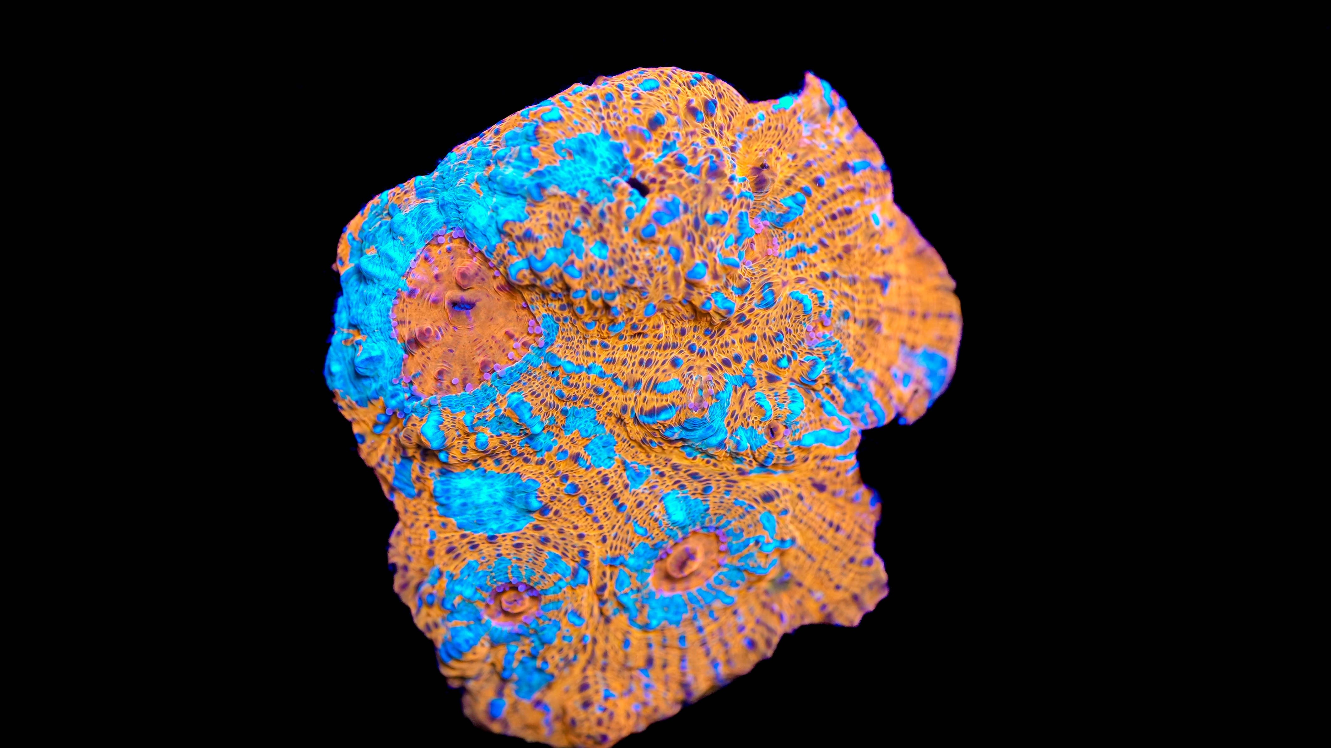WYSIWYG Chalice Coral 18