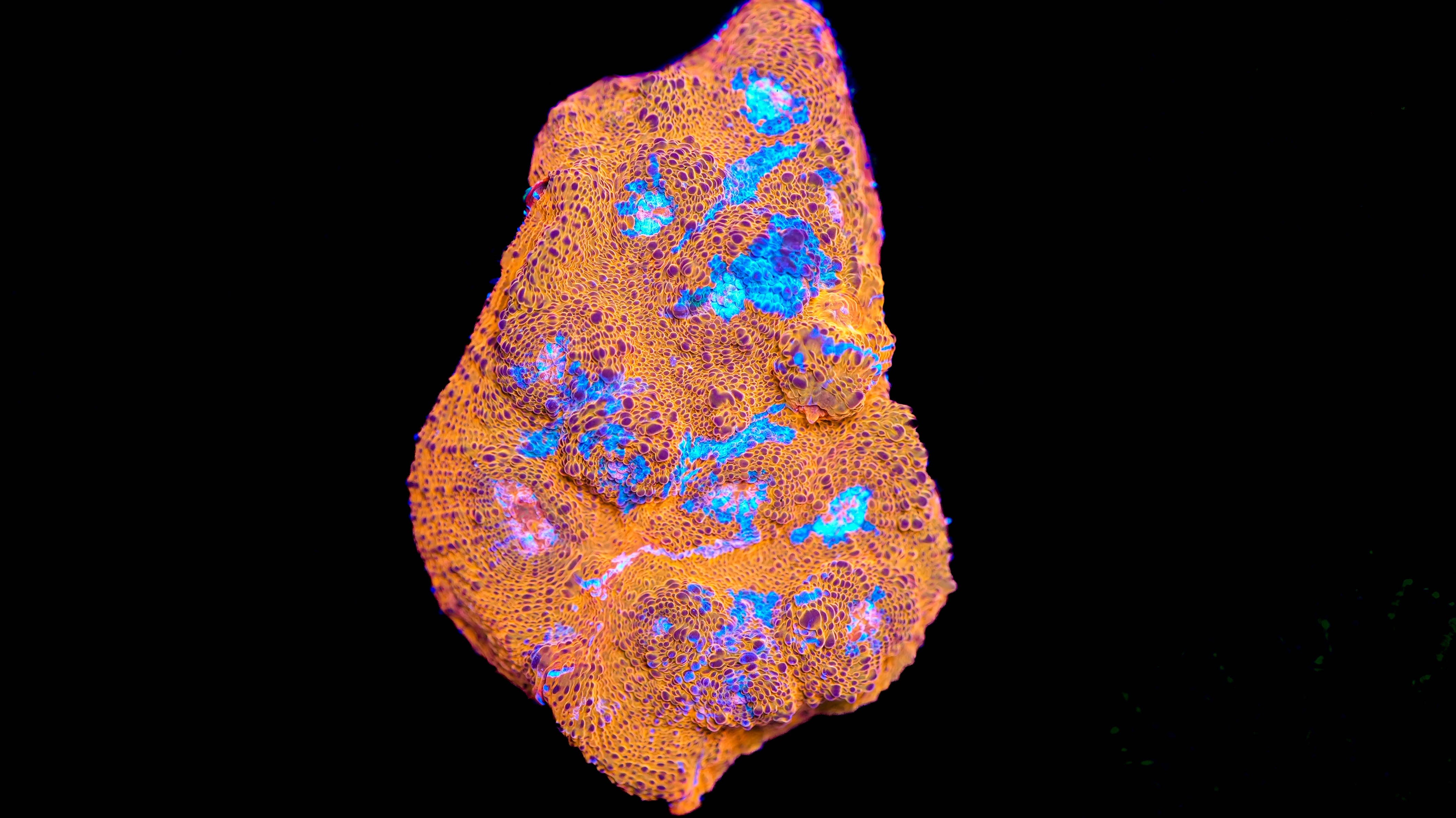 WYSIWYG Chalice Colony 19