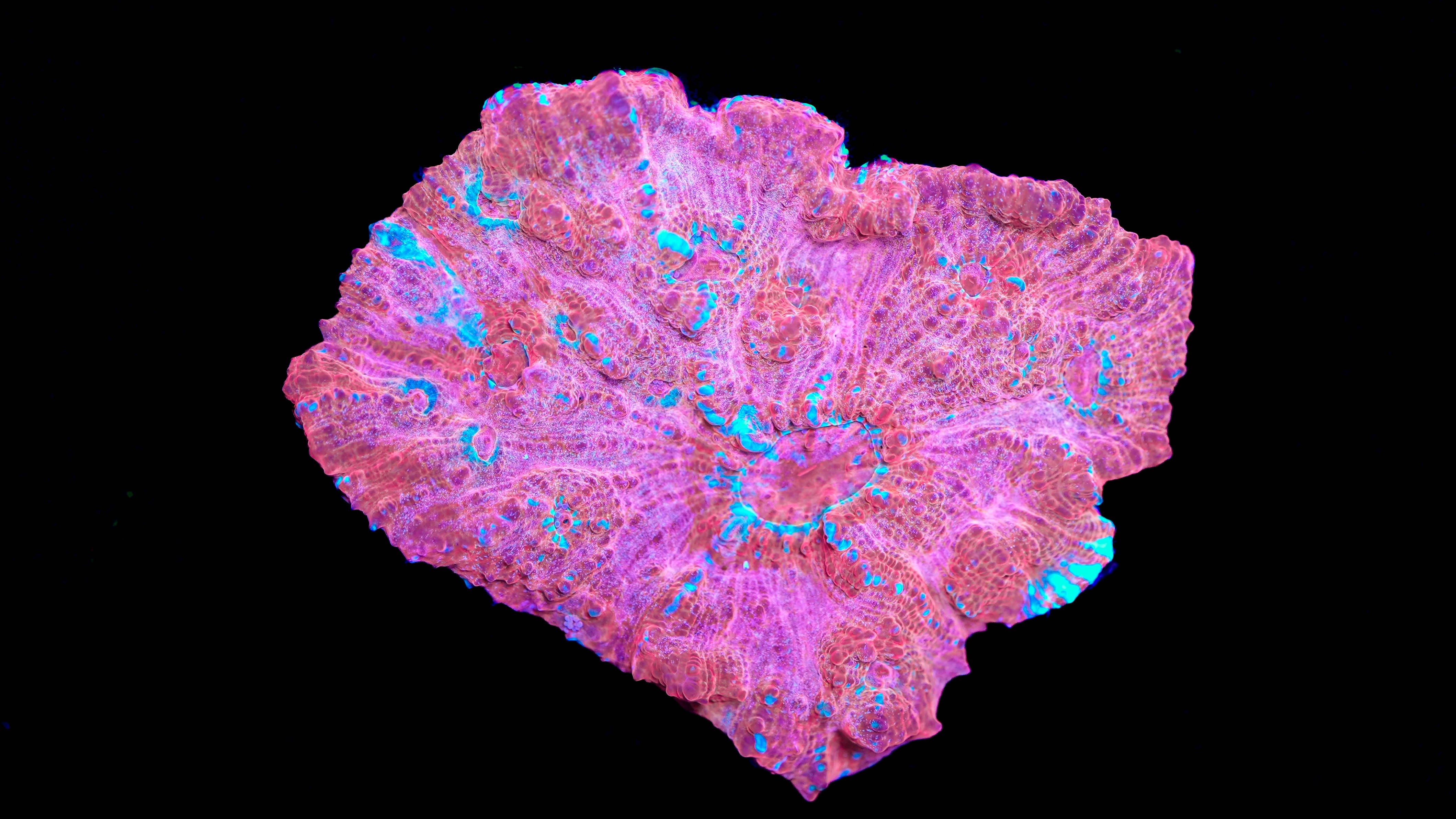 WYSIWYG Chalice Colony 20