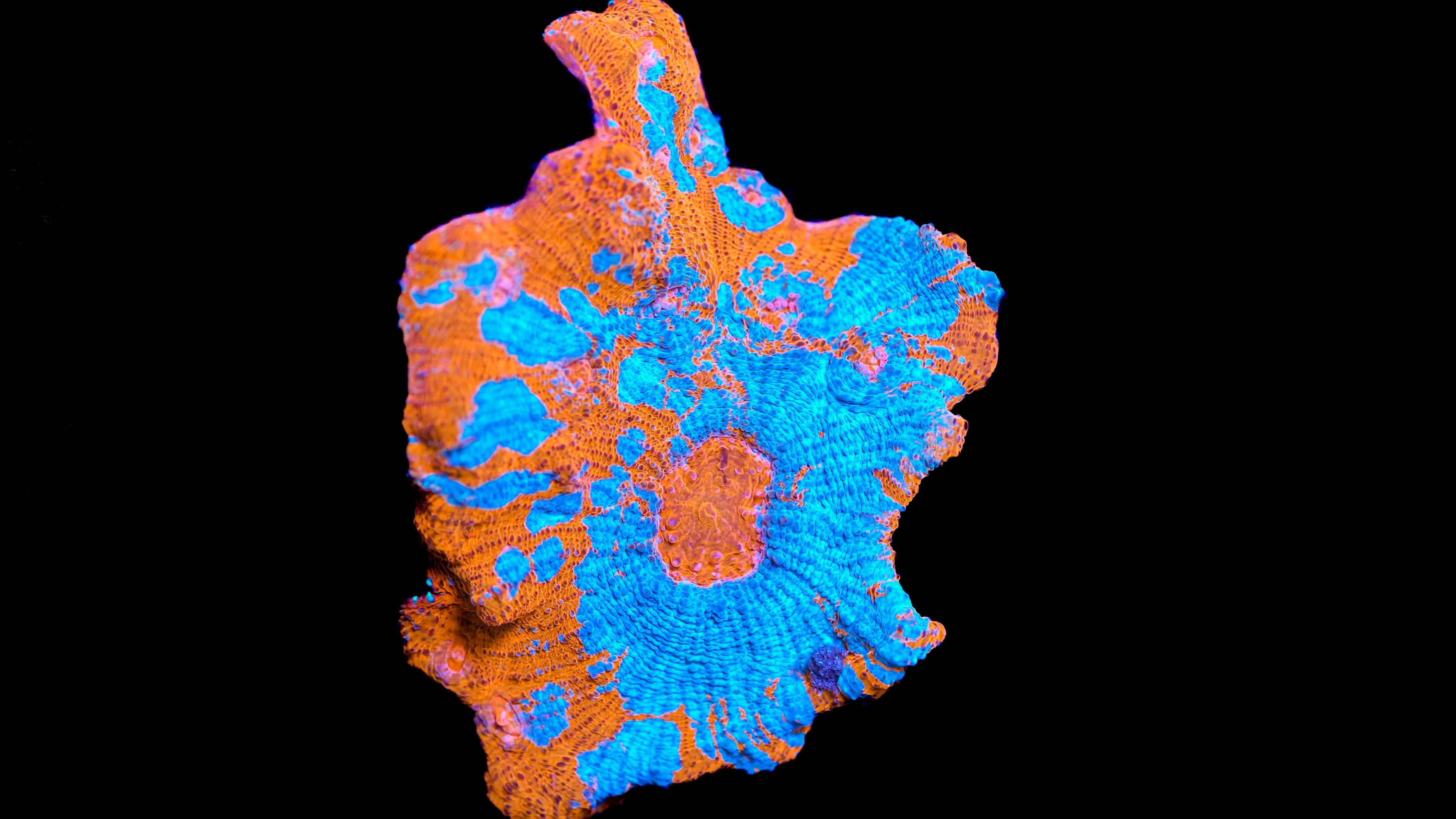 WYSIWYG Chalice Coral