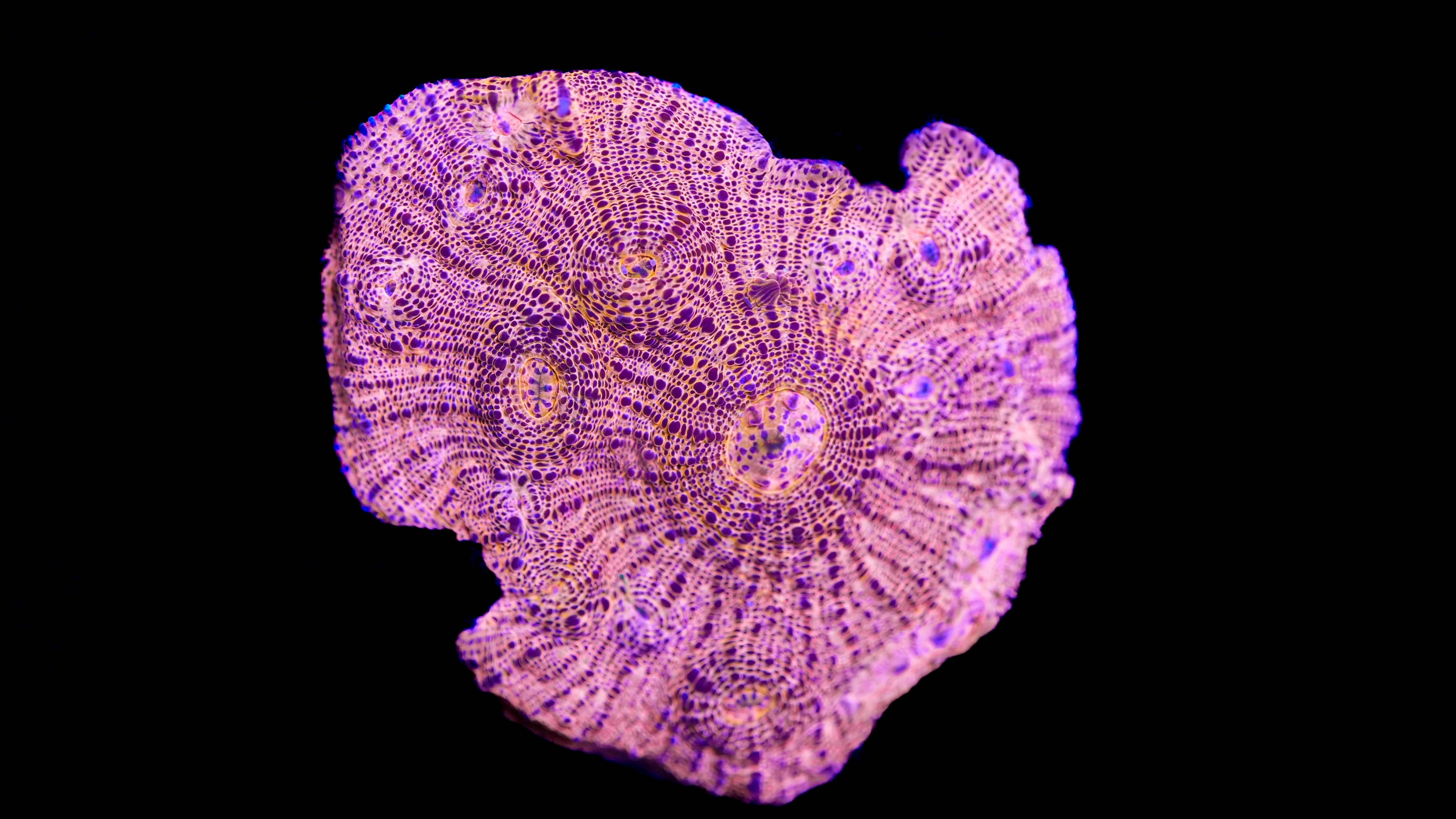 WYSIWYG Chalice Colony 23