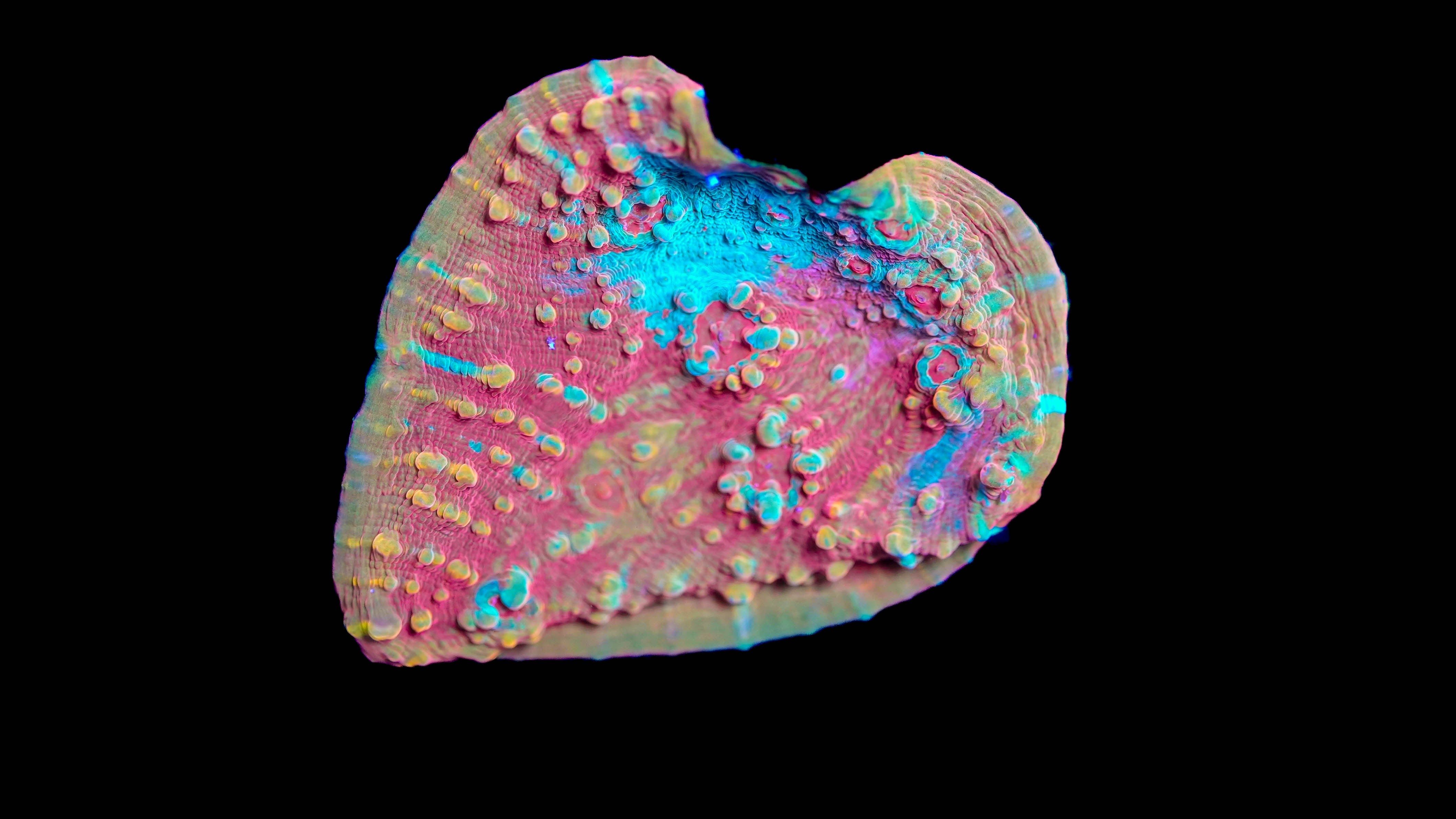 WYSIWYG Chalice Coral 24