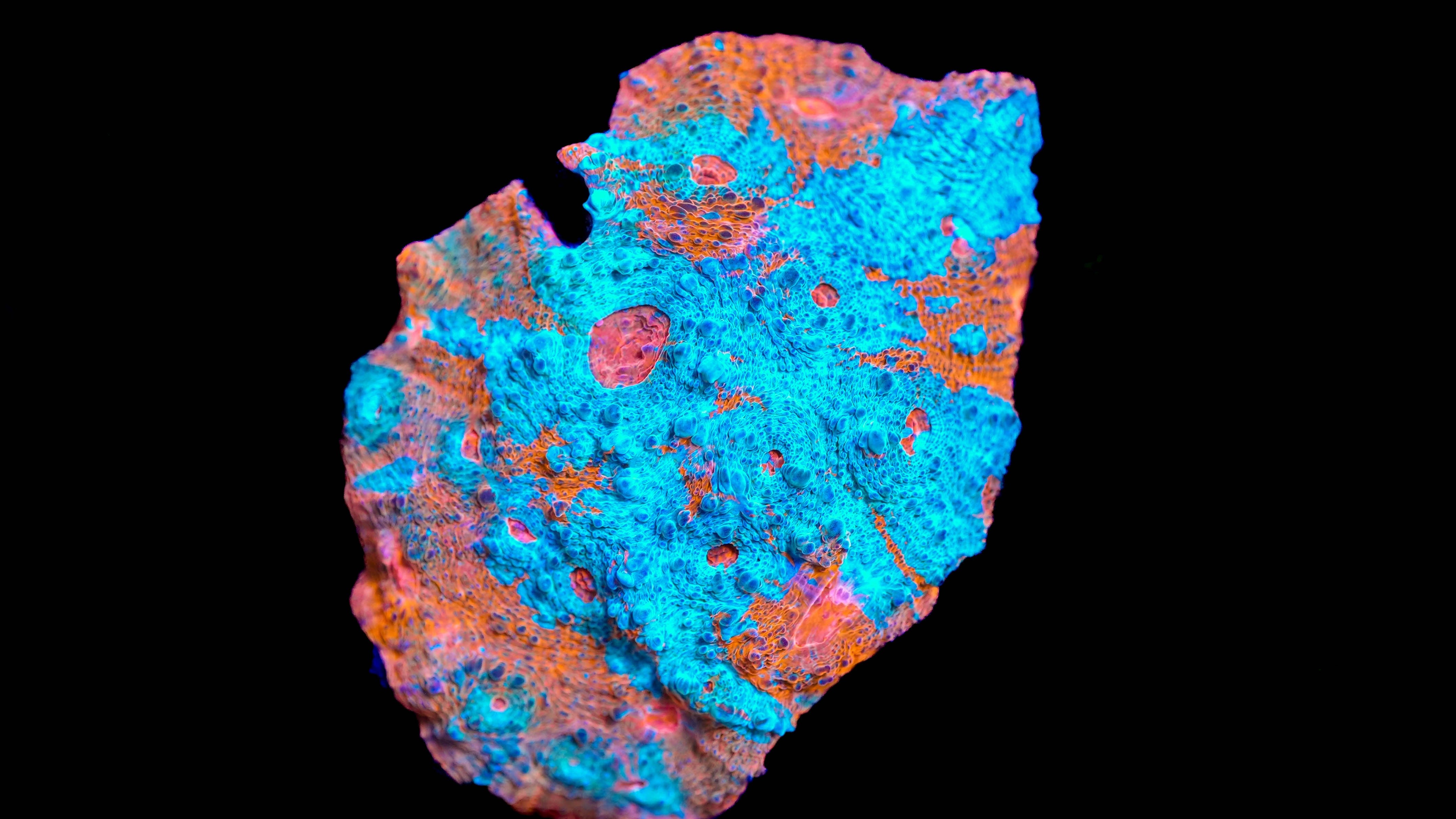 WYSIWYG Chalice Colony 25