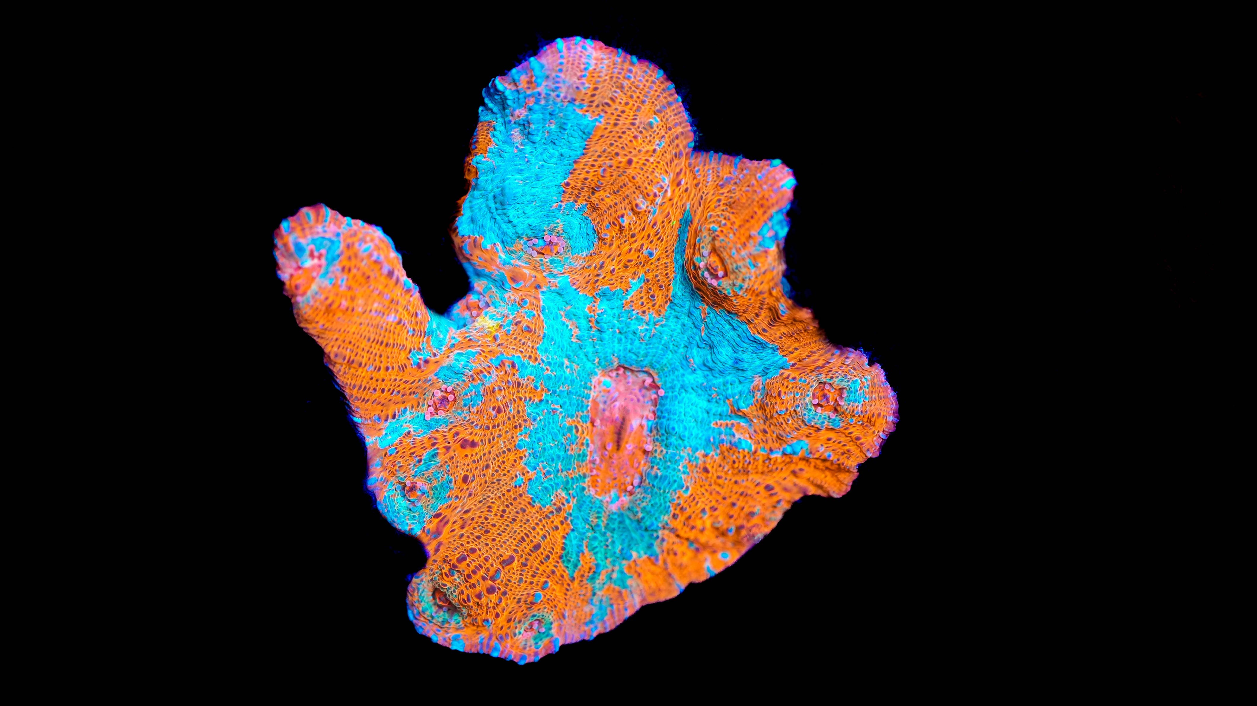 WYSIWYG Chalice Coral