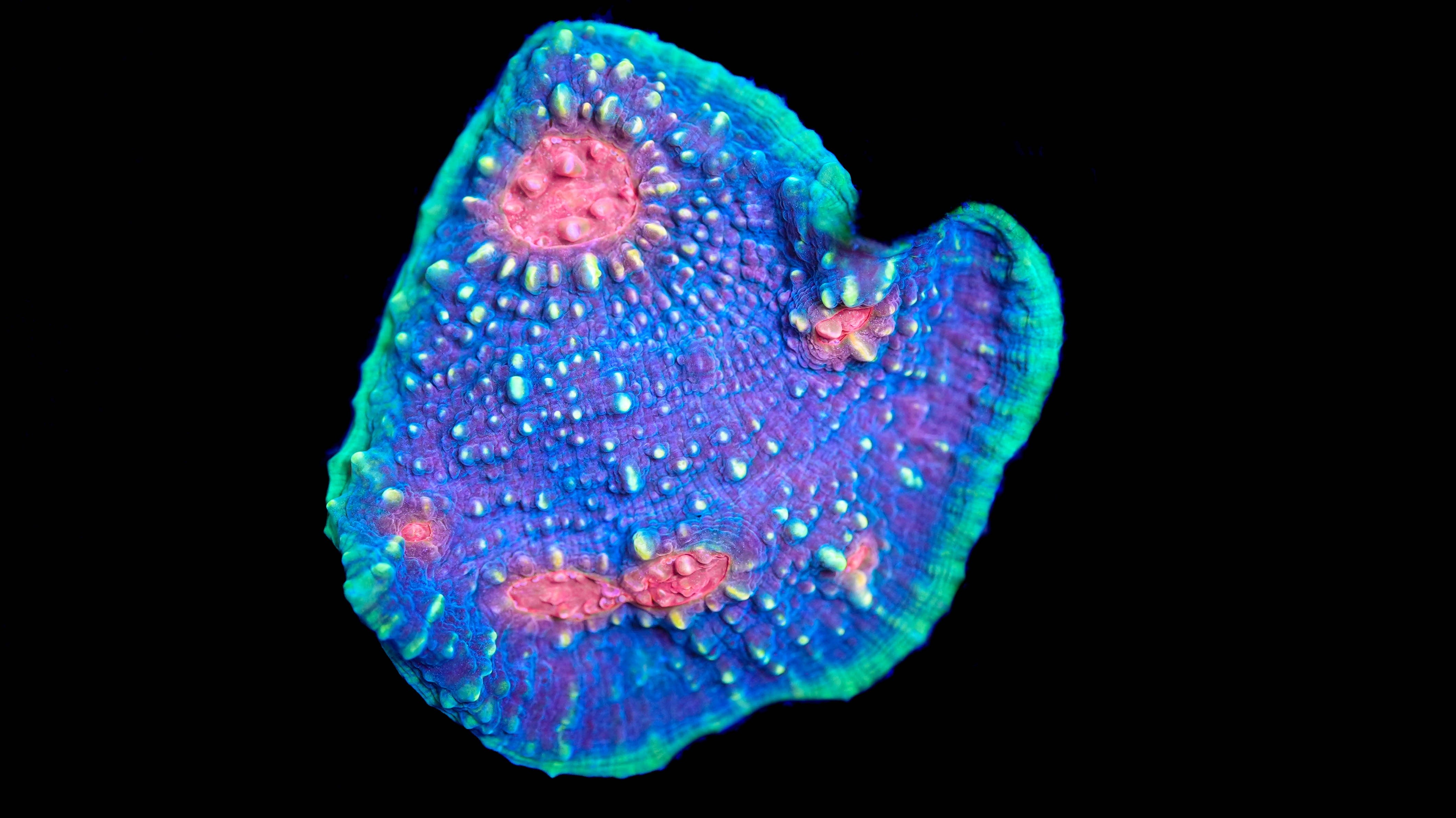 WYSIWYG Chalice Colony 22