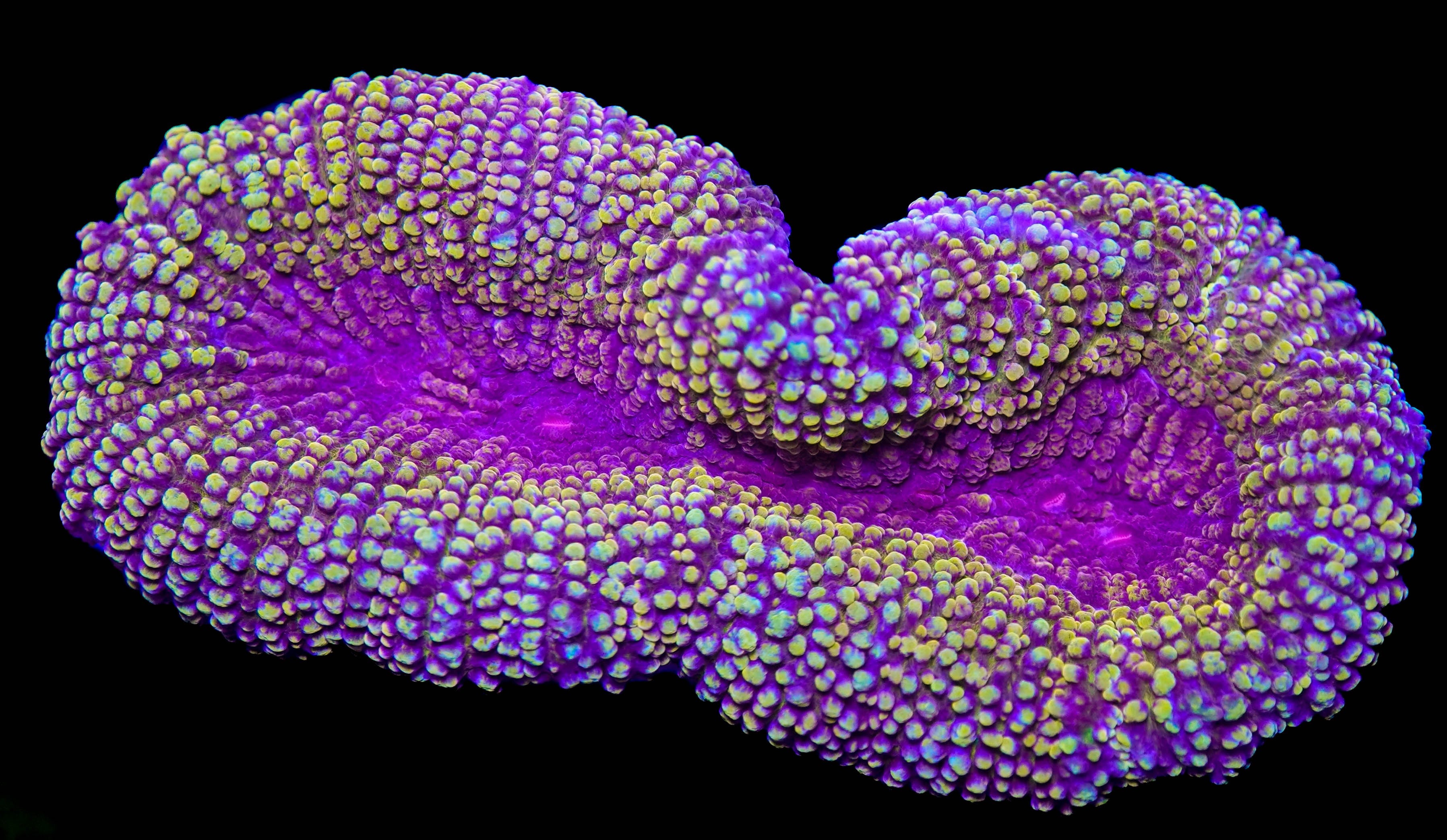 Purple Gold Lobophyllia