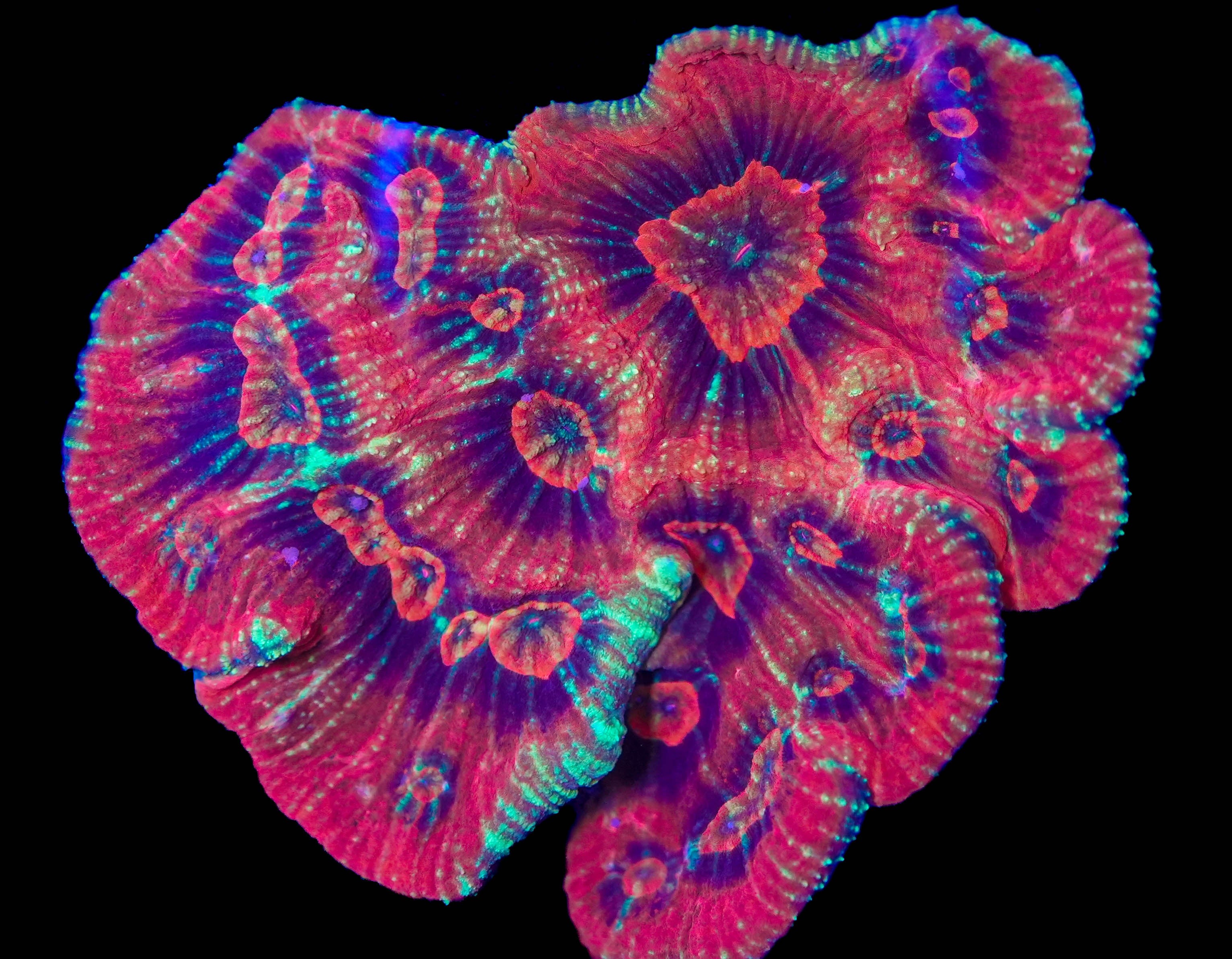 Australomussa “Neon Ember Galaxy” Colony