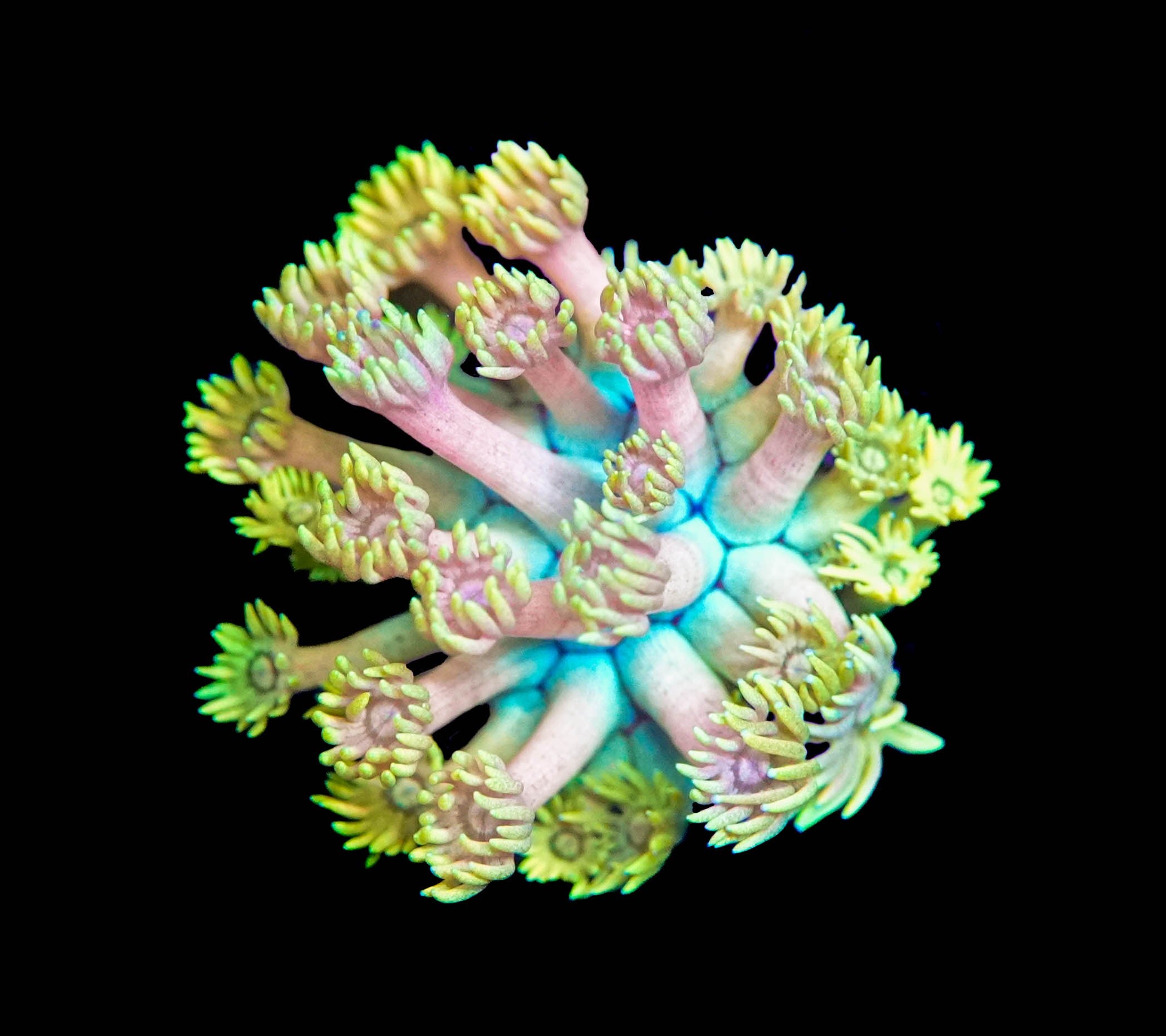 Cotton Candy Goniopora