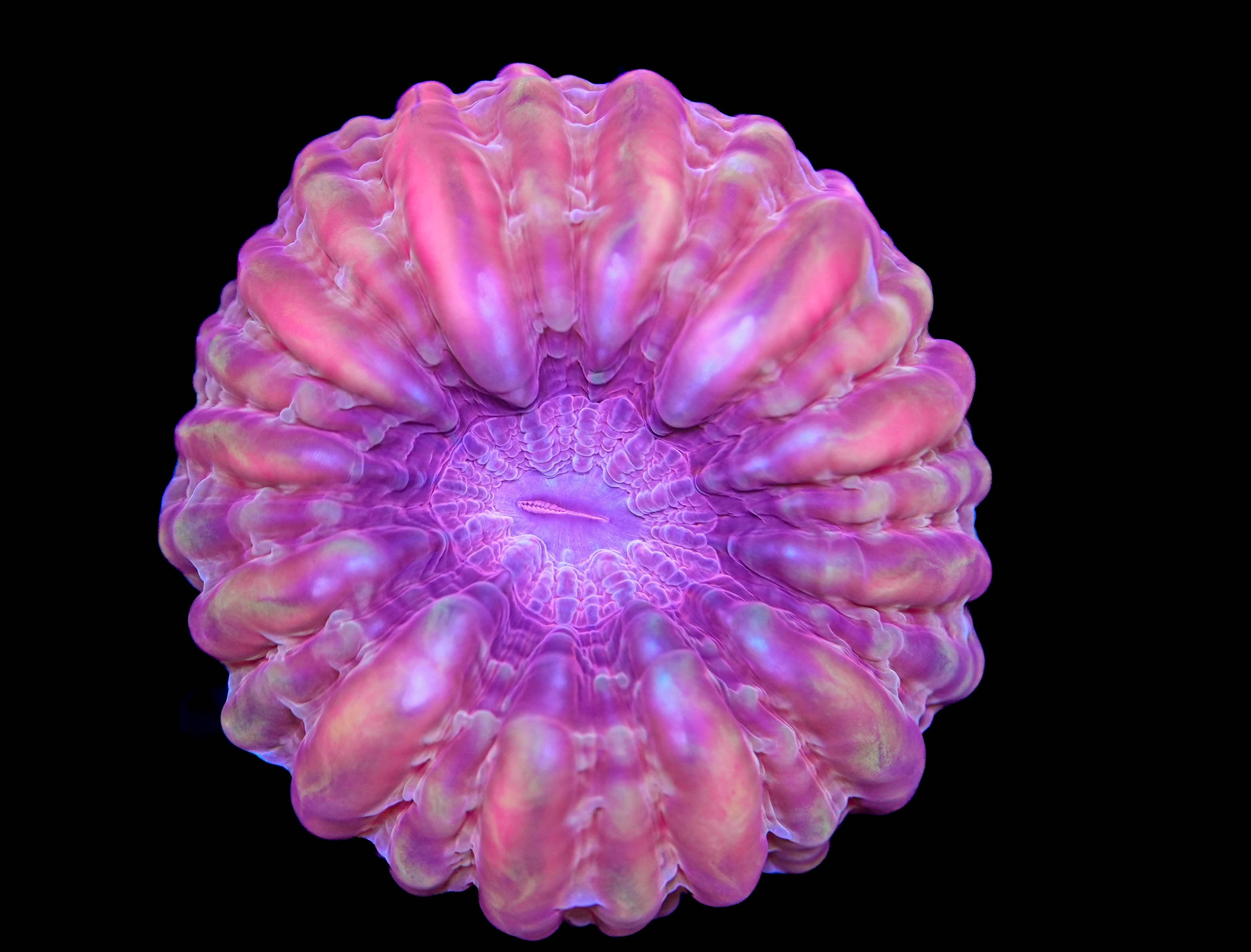 WYSIWYG Large Ultra Cynarina