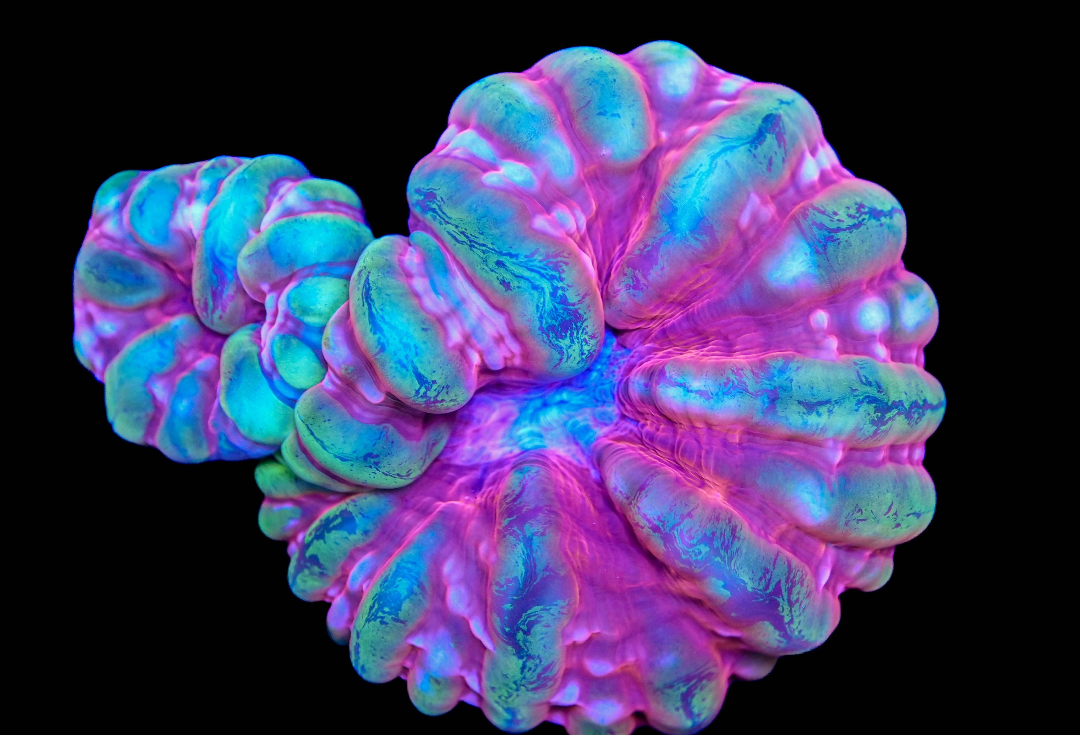 WYSIWYG Double Ultra Cynarina