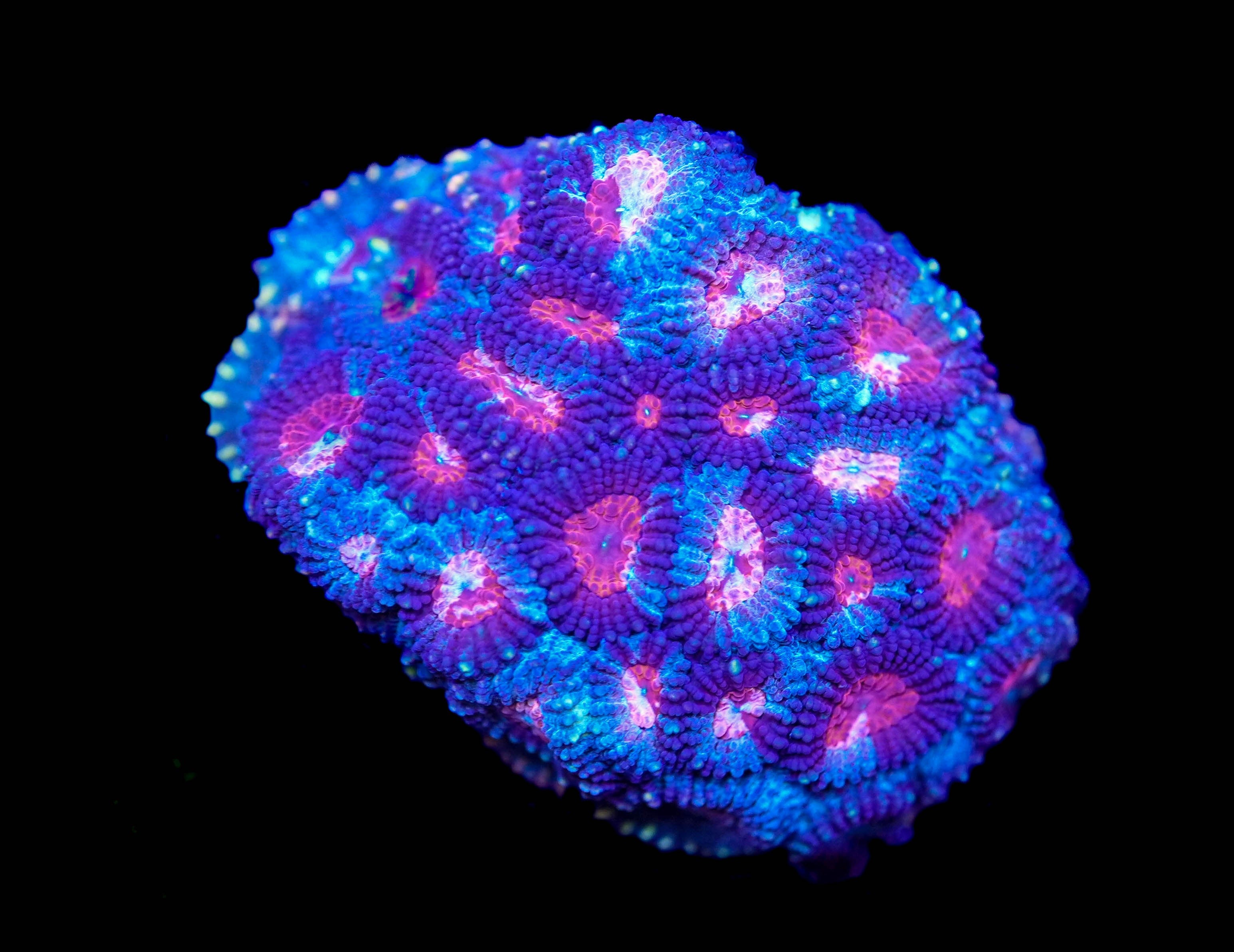 WYSIWYG Favia Mini Colony