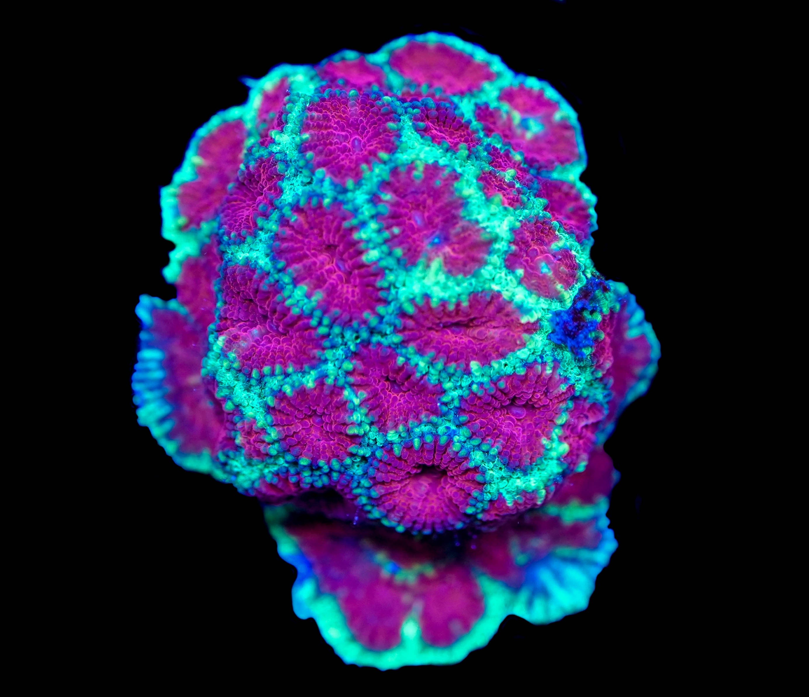 WYSIWYG Favia Mini Colony