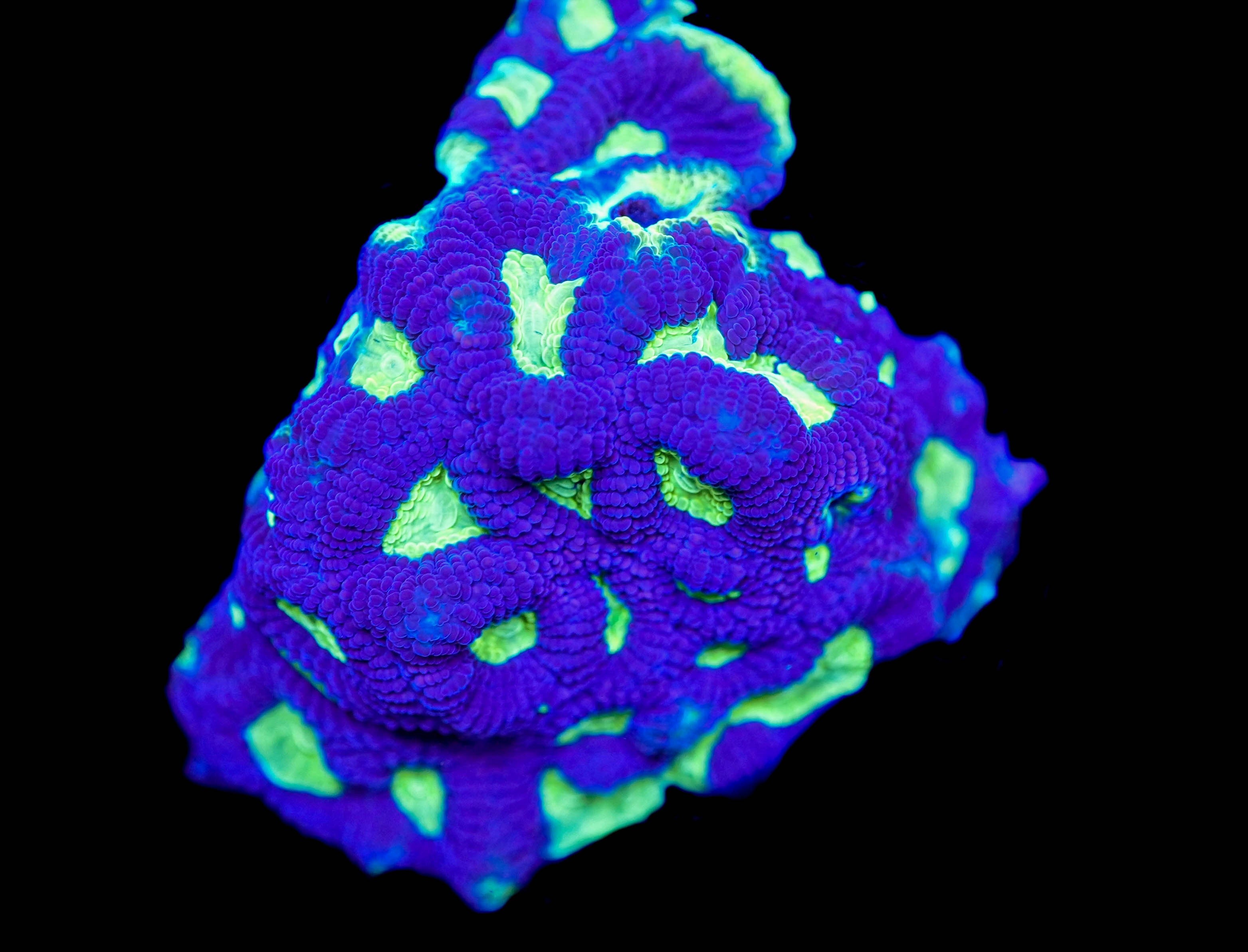 WYSIWYG Favia Mini Colony