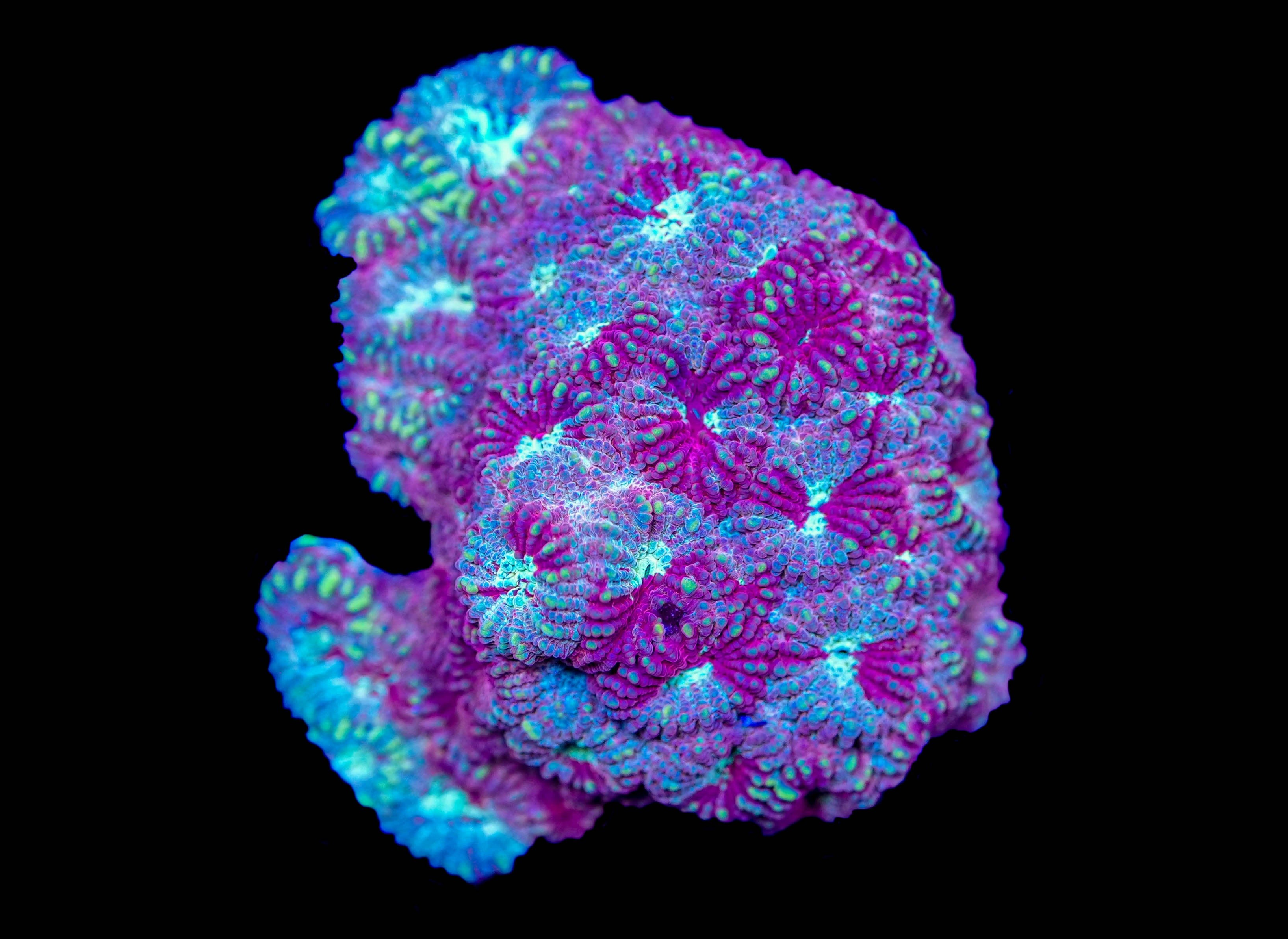 WYSIWYG Favia Mini Colony