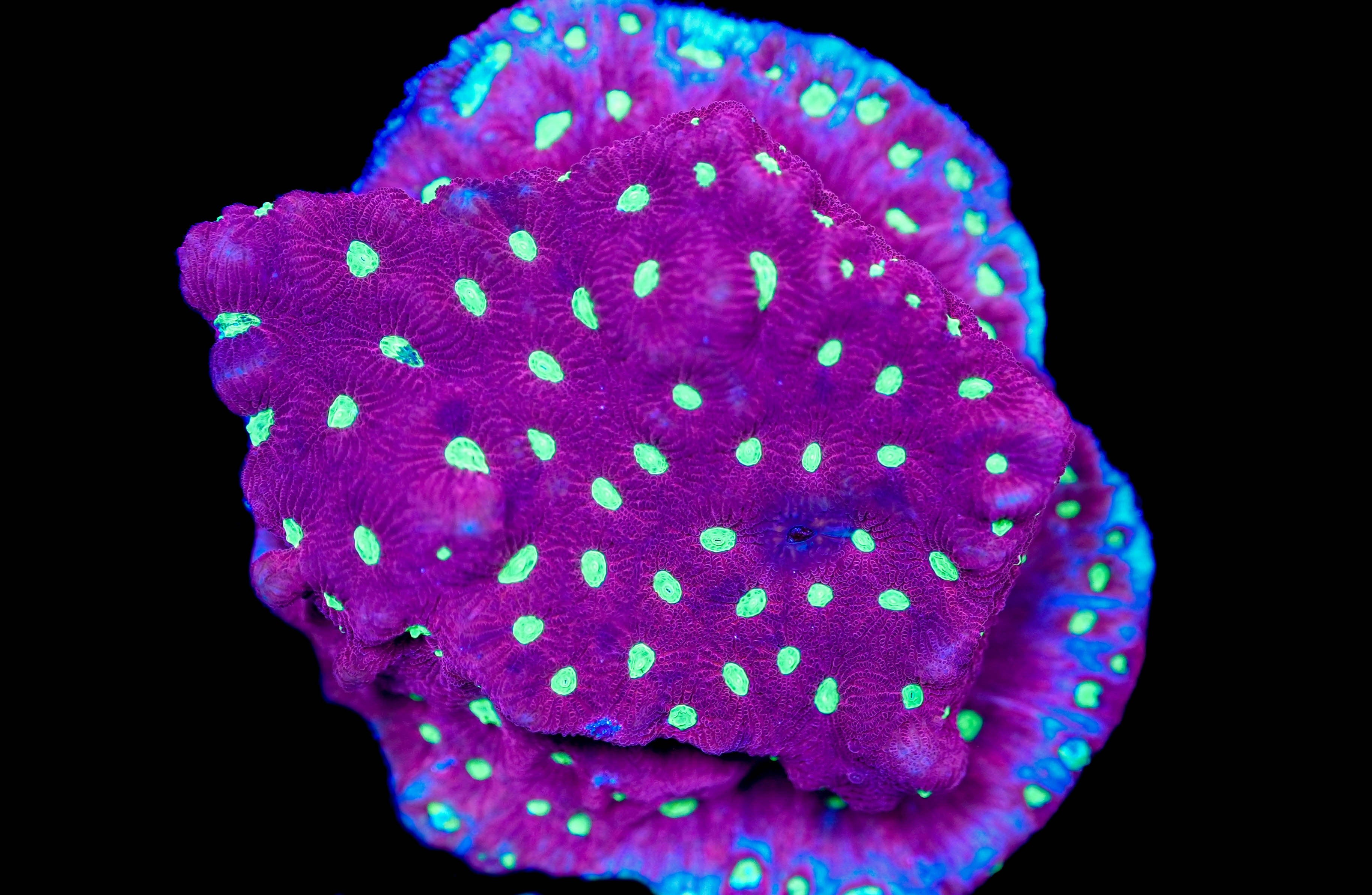 WYSIWYG Favia Mini Colony