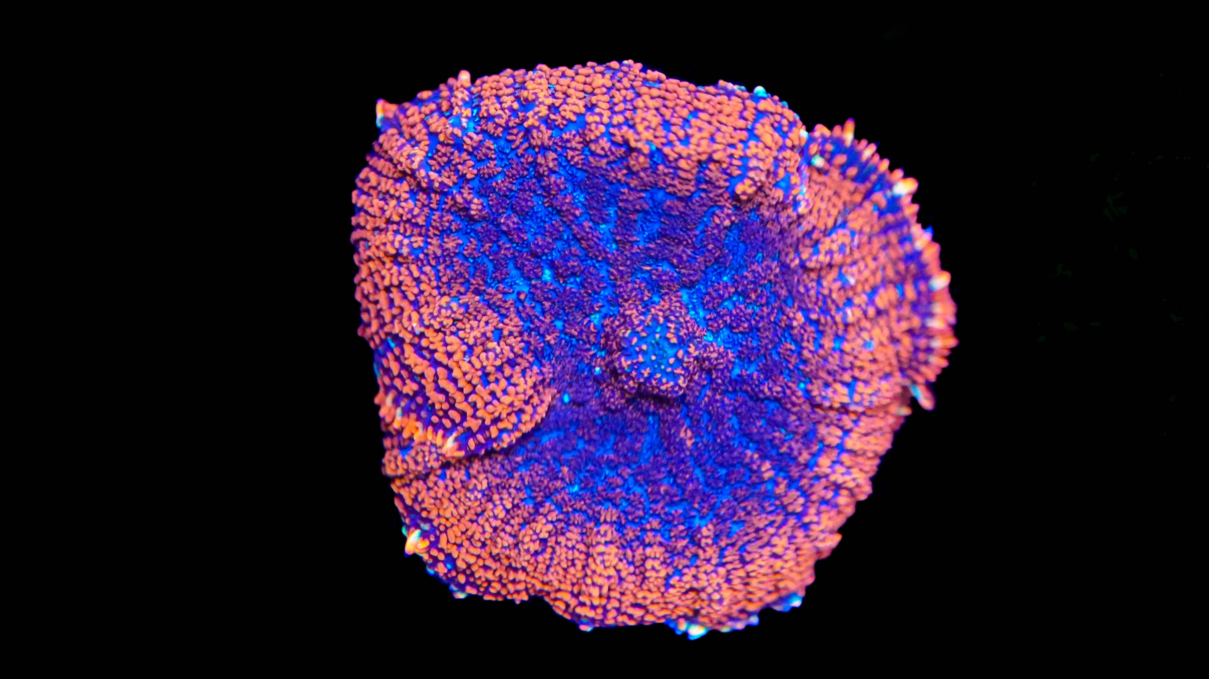 WYSIWYG Rhodactis Mushroom