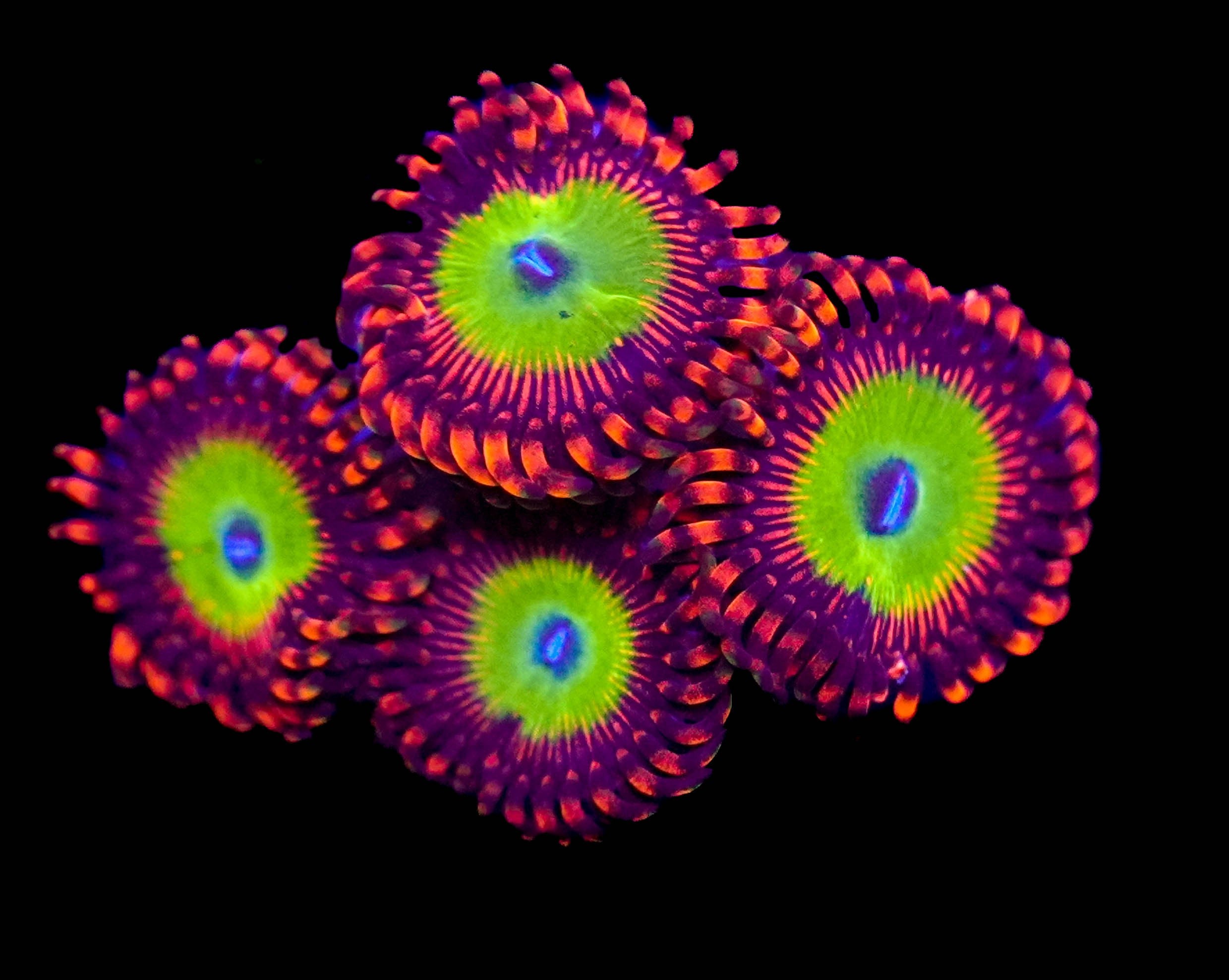 WYSIWYG Candy Apple Red Zoa