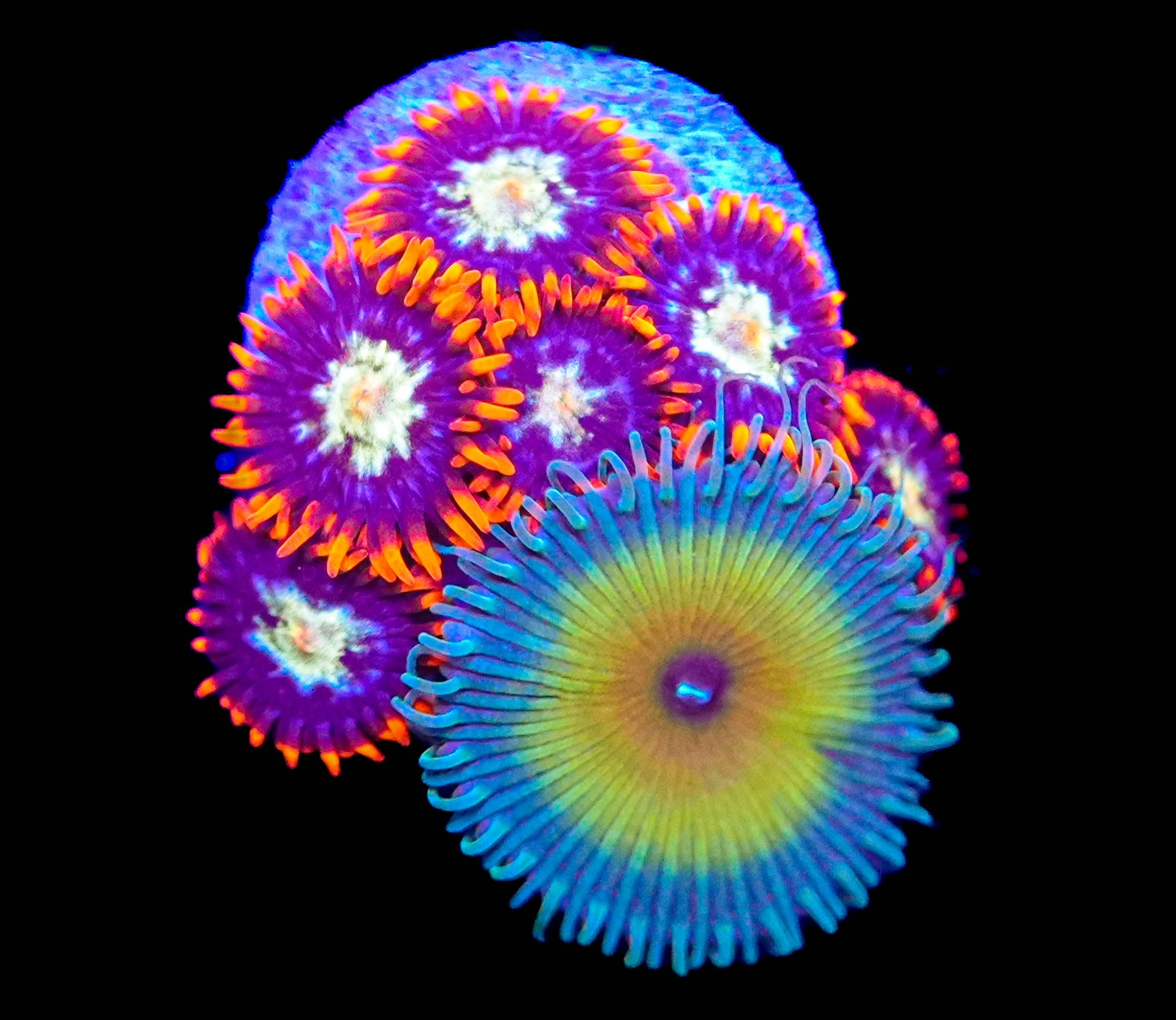 WYSIWYG Zoanthid Combo Frag