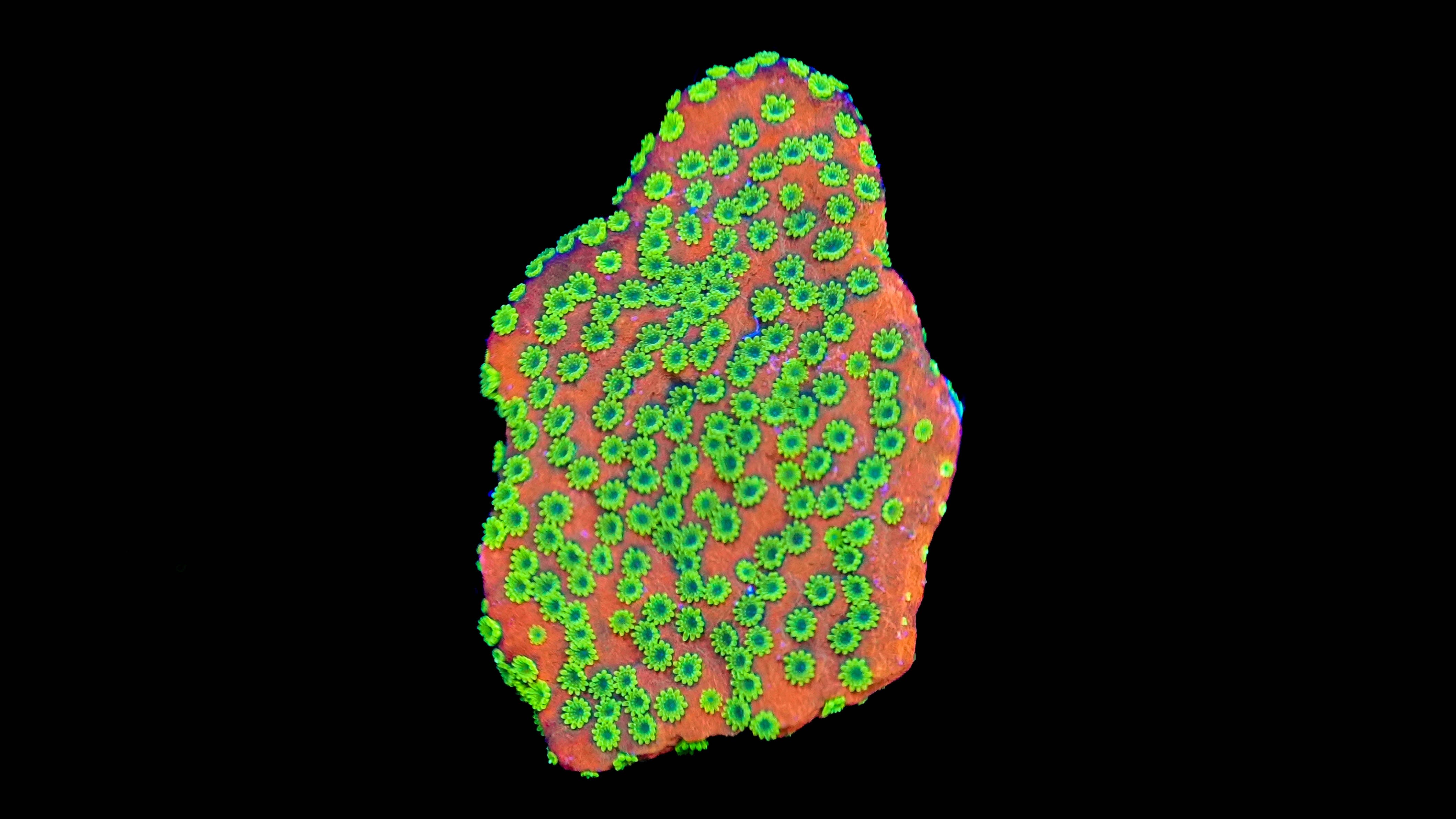 WYSIWYG Sunset Montipora