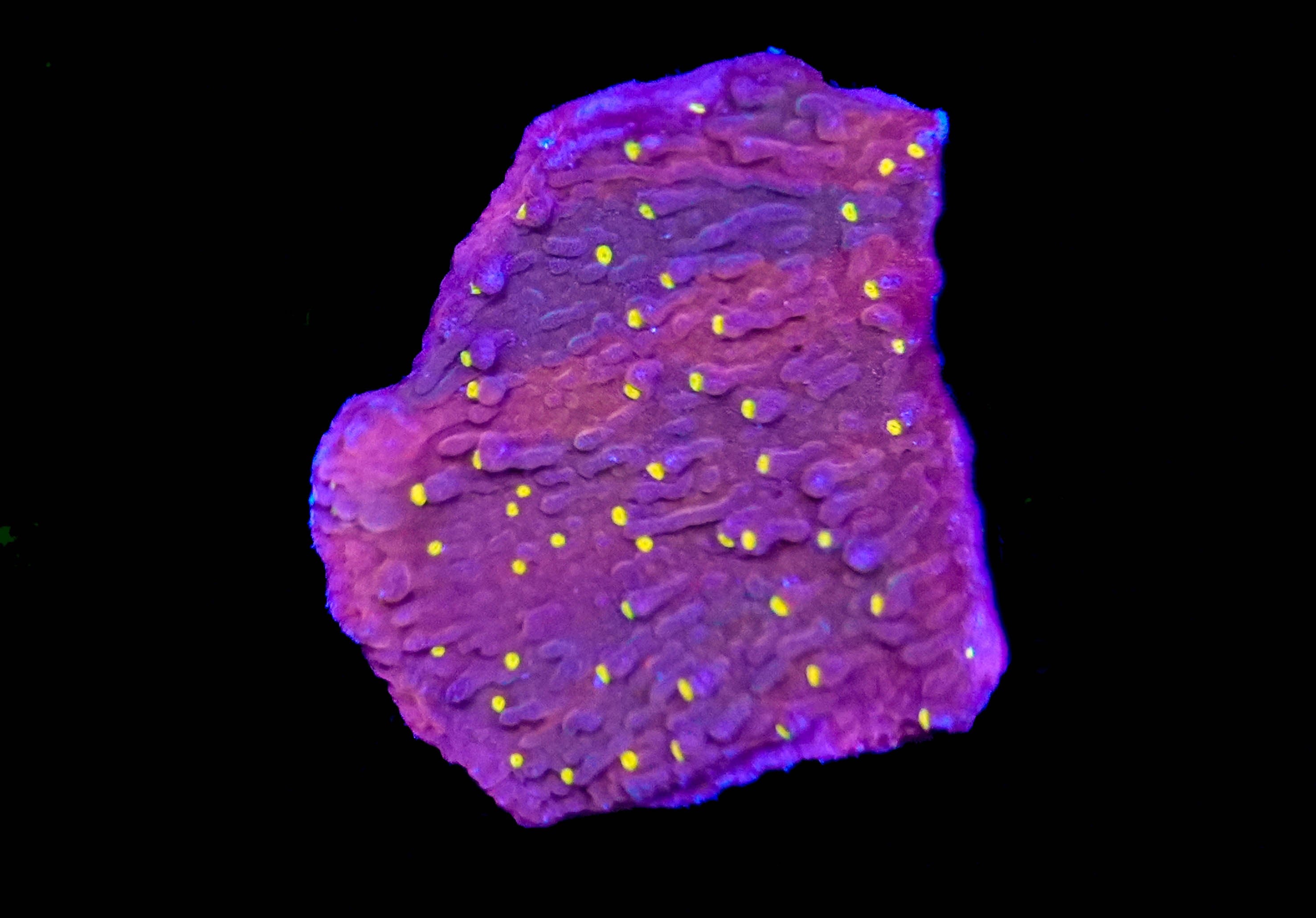 WYSIWYG Montipora Capricornis