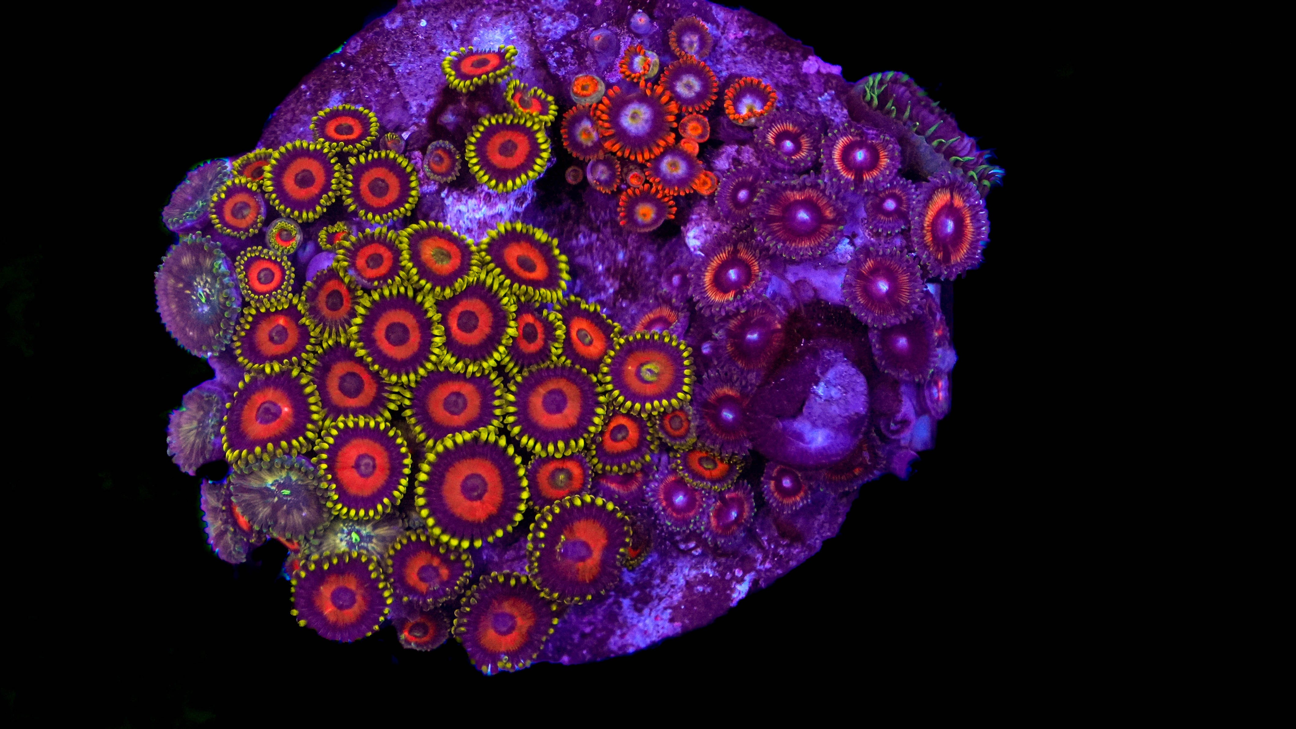WYSIWYG Zoa Colony