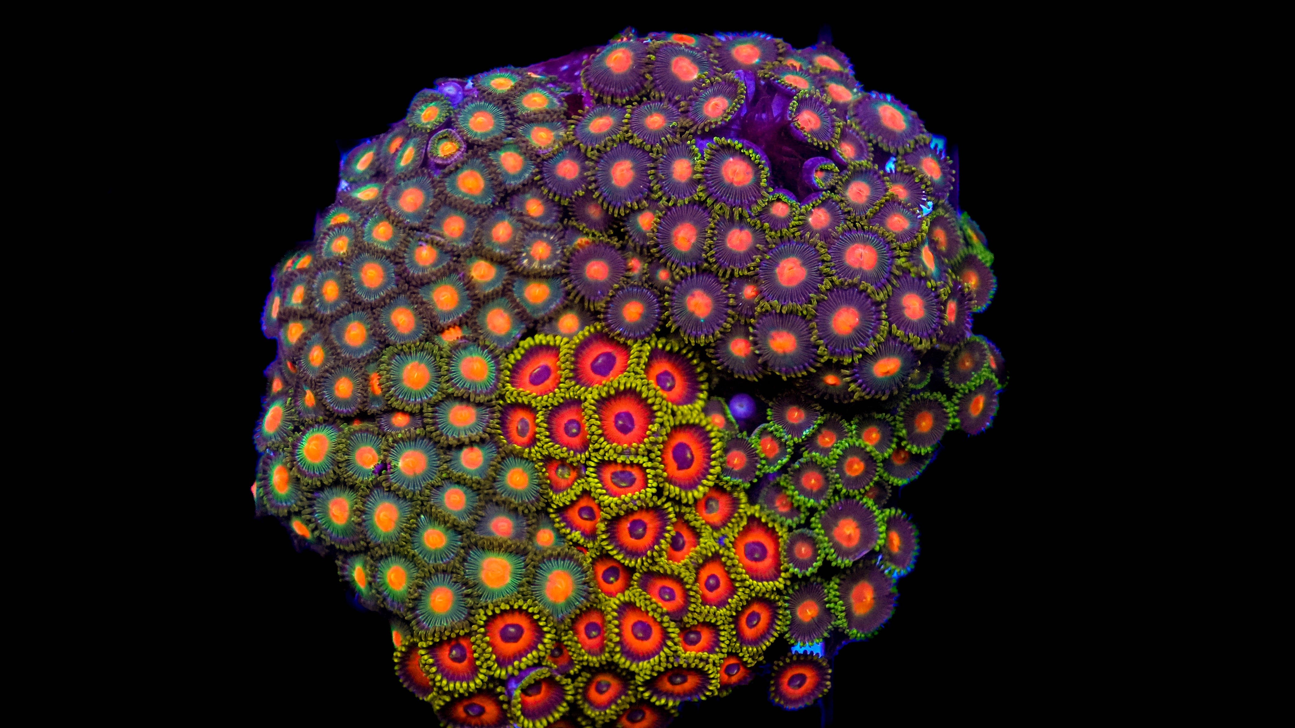 WYSIWYG Zoa Colony