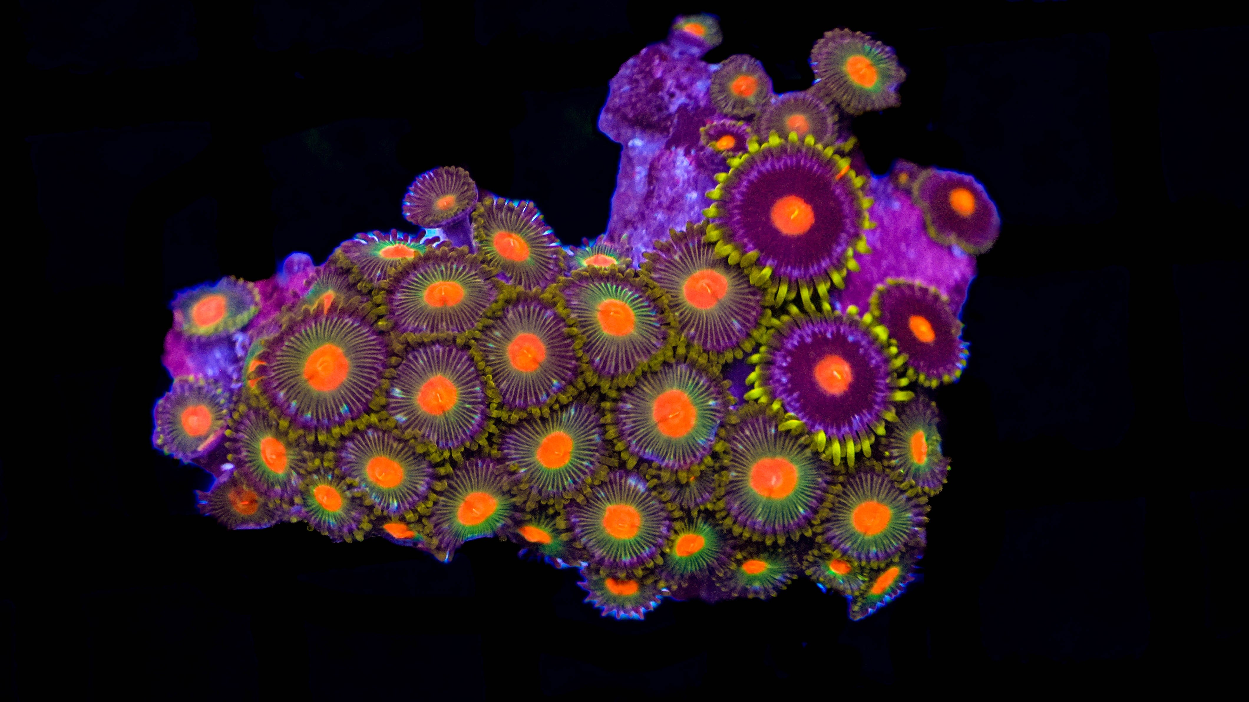 WYSIWYG Zoa Colony