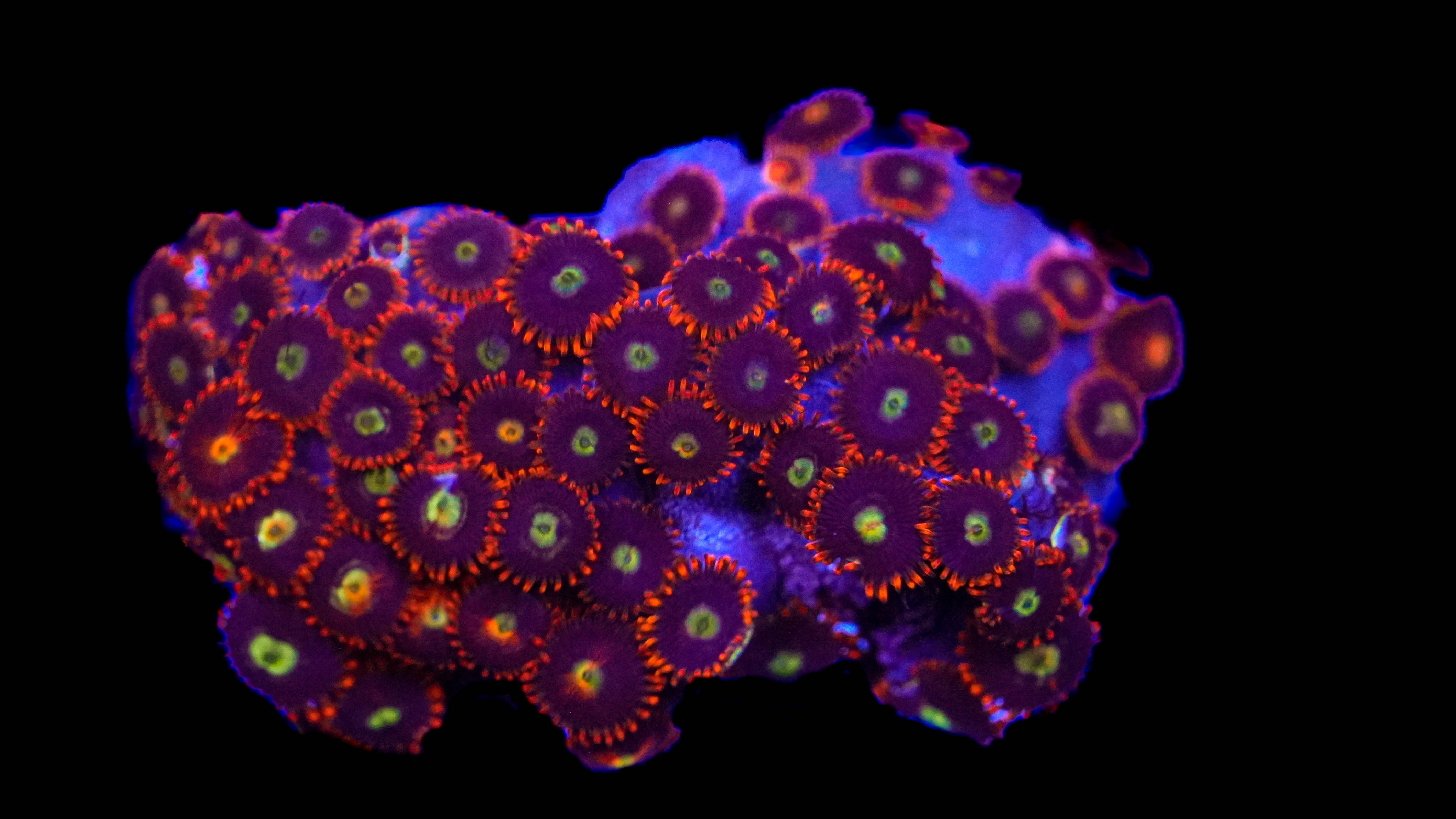 WYSIWYG Zoa Colony