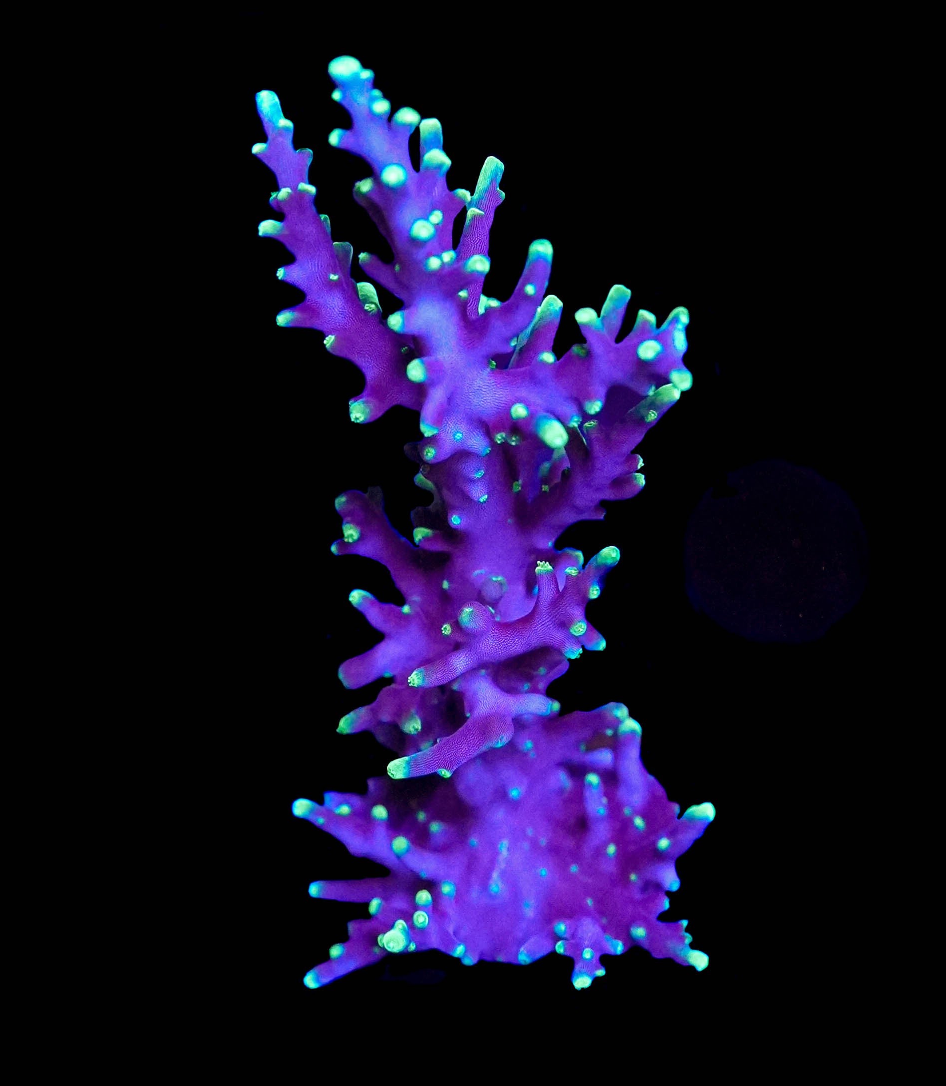 WYSIWYG Large Pac Man Acropora Frag