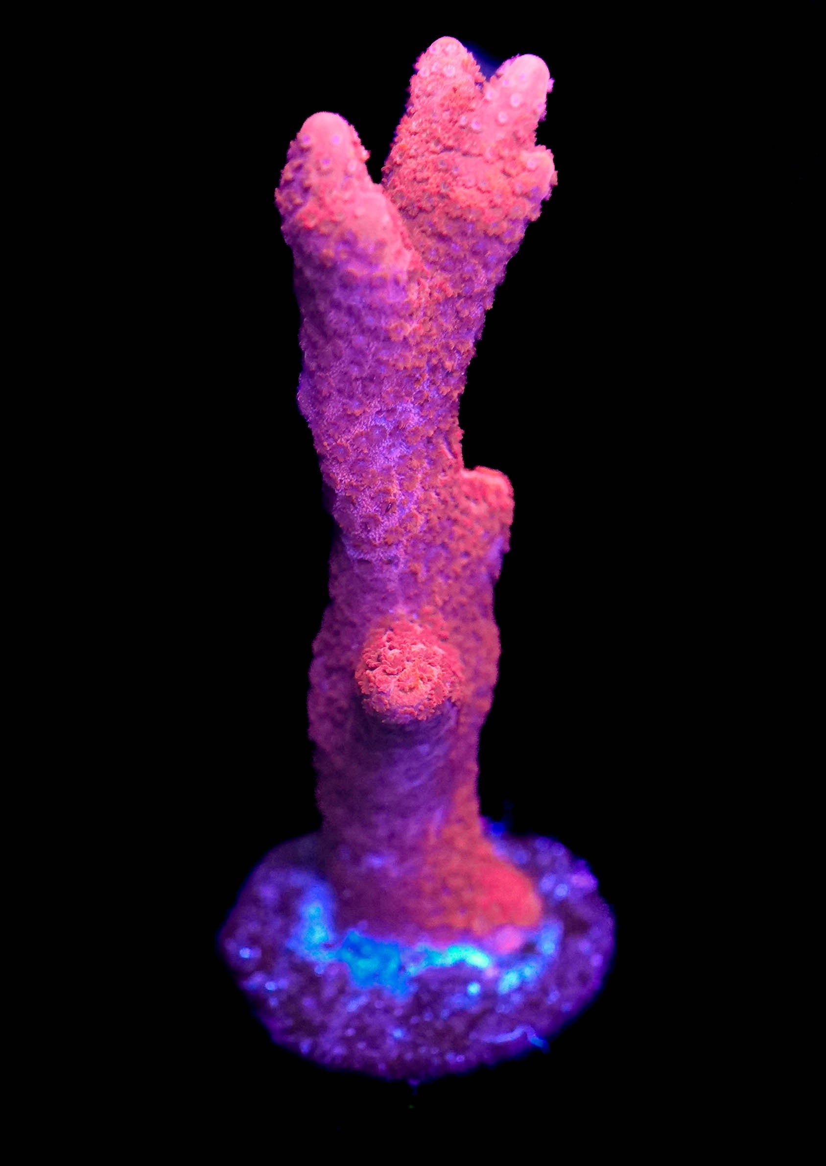 WYSIWYG Red Digitata