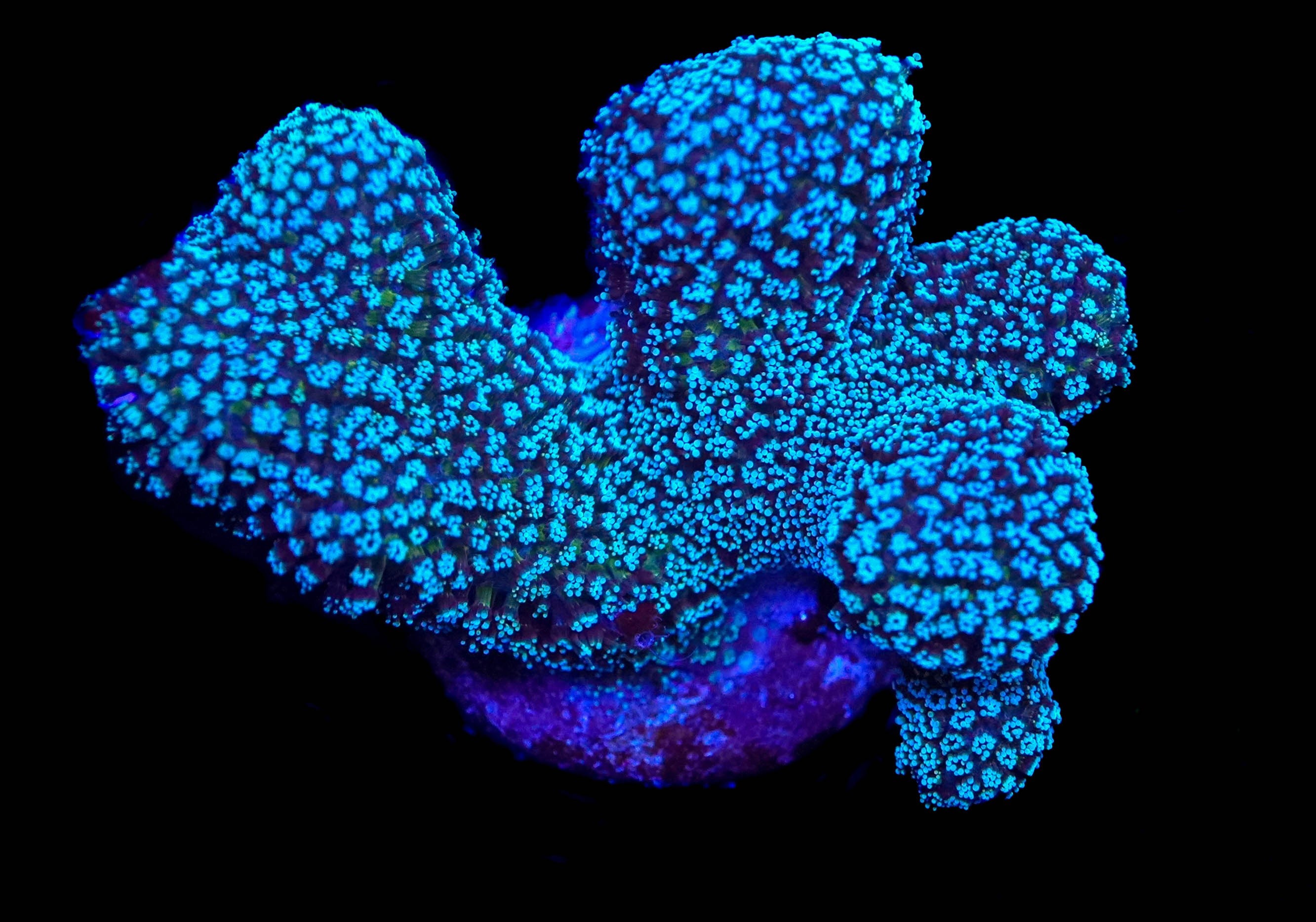 WYSIWYG Stylophora Frag