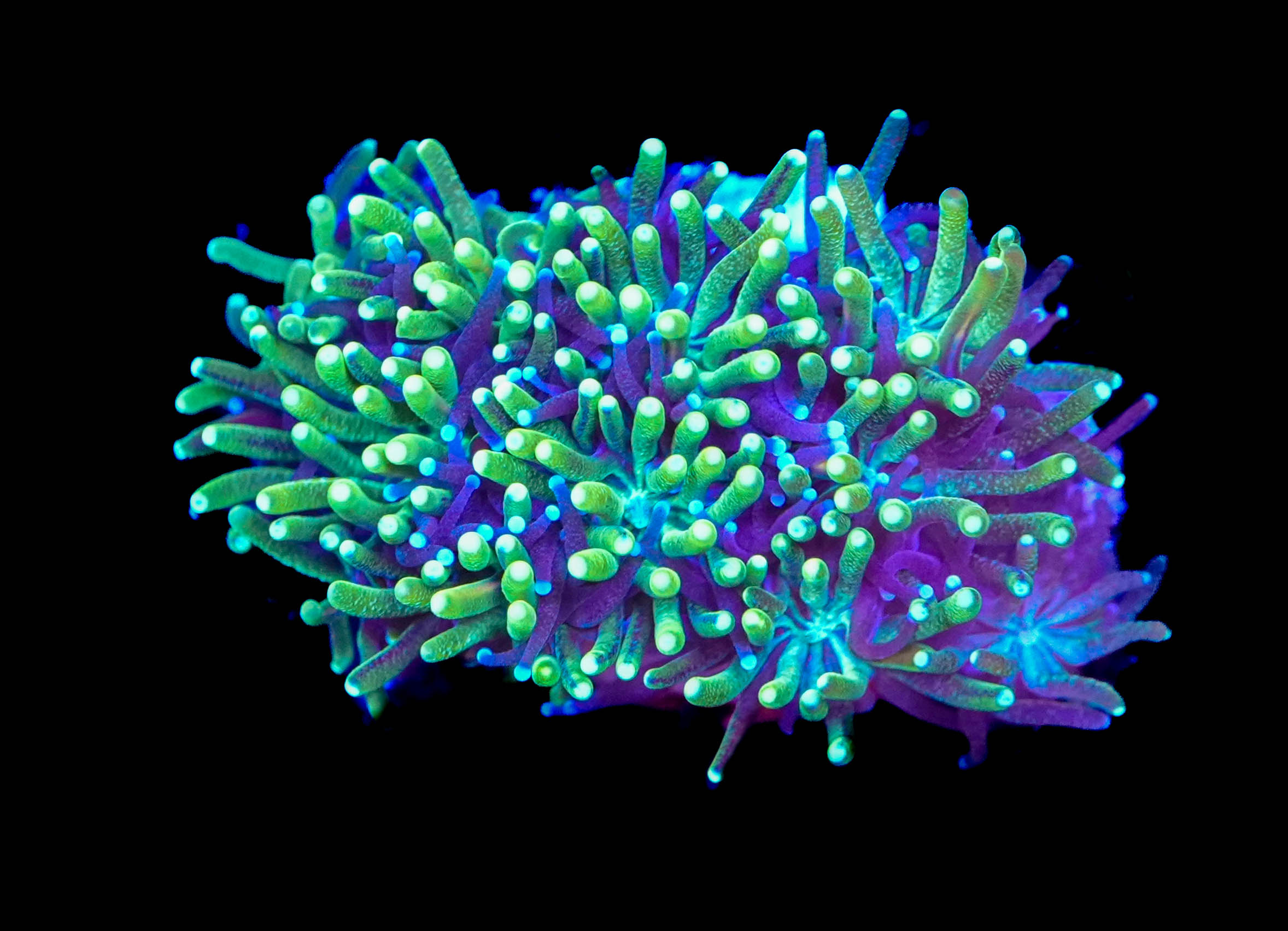 Galaxea Coral 1-inch Frag