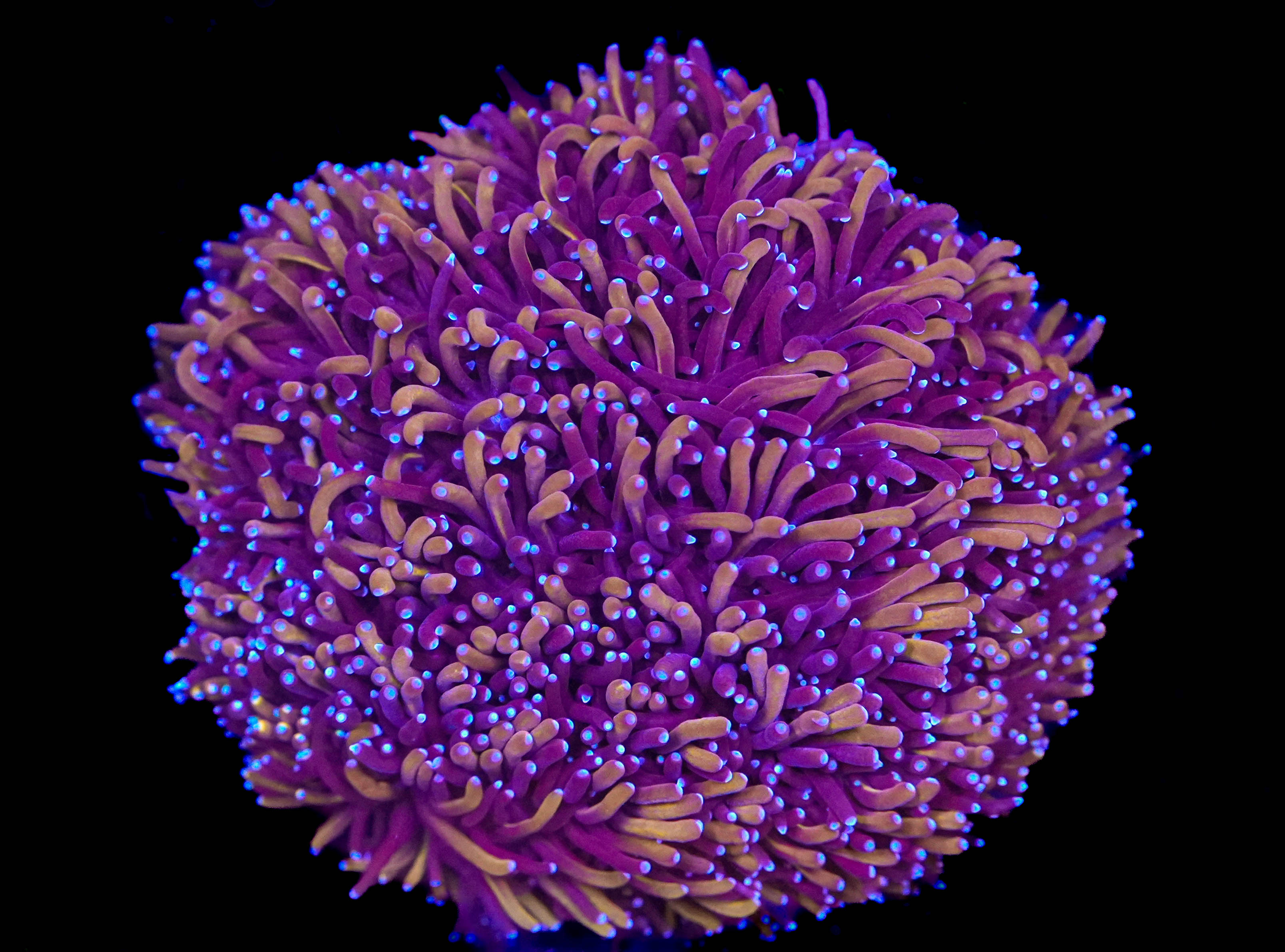 Galaxea Coral Gold 1-inch Frag