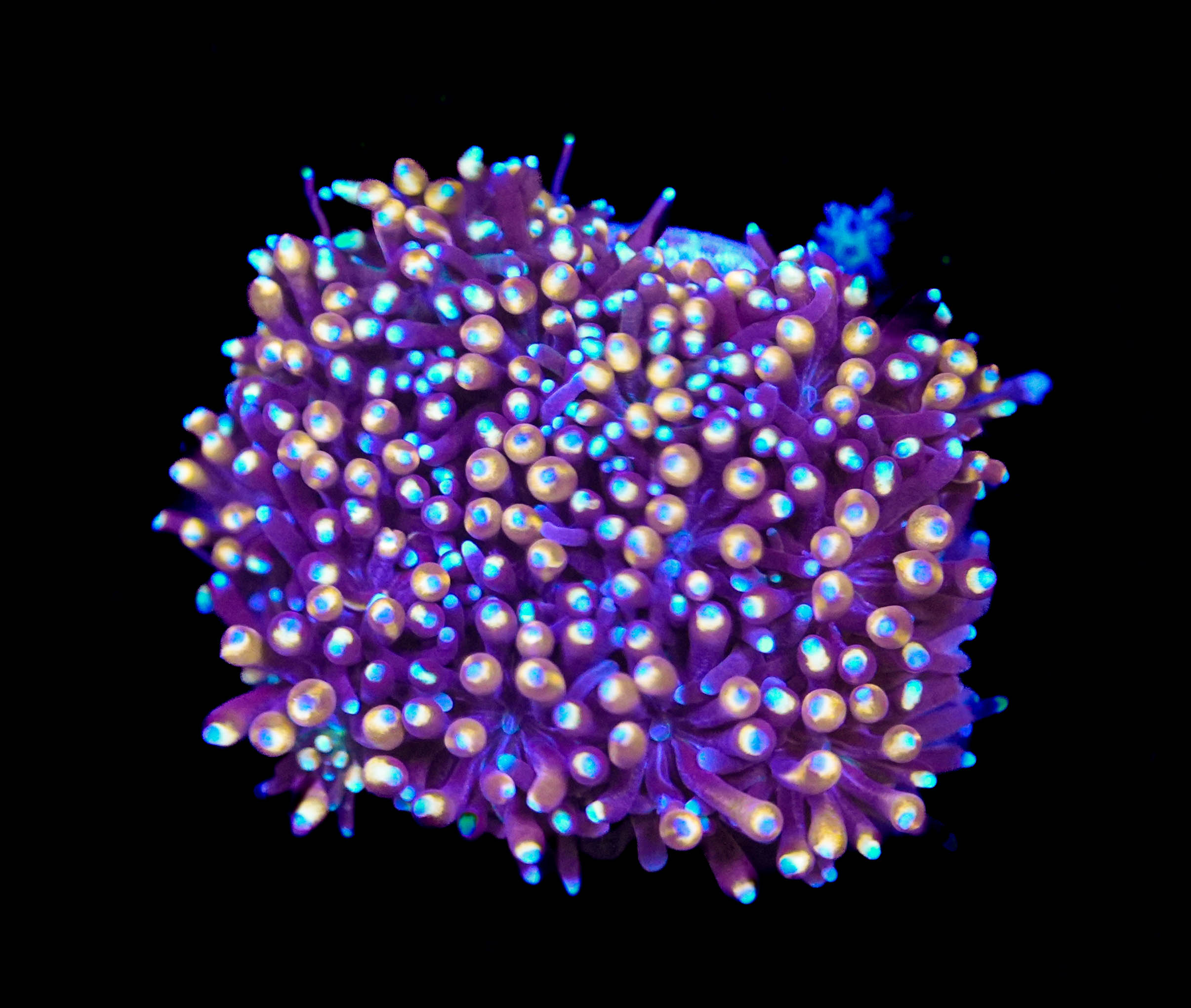 Galaxea Coral Gold 1-inch Frag