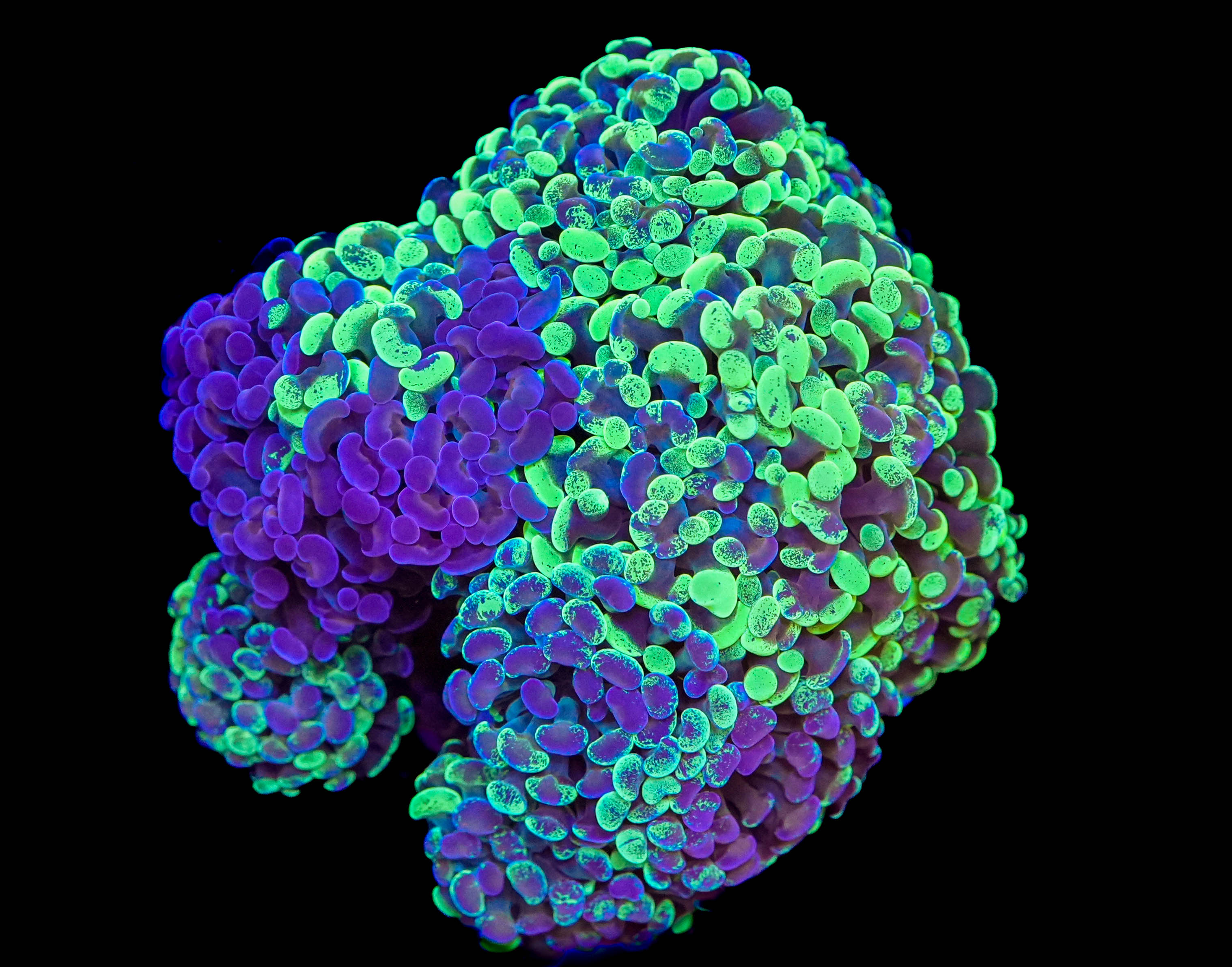 WYSIWYG Splattered Hammer Colony