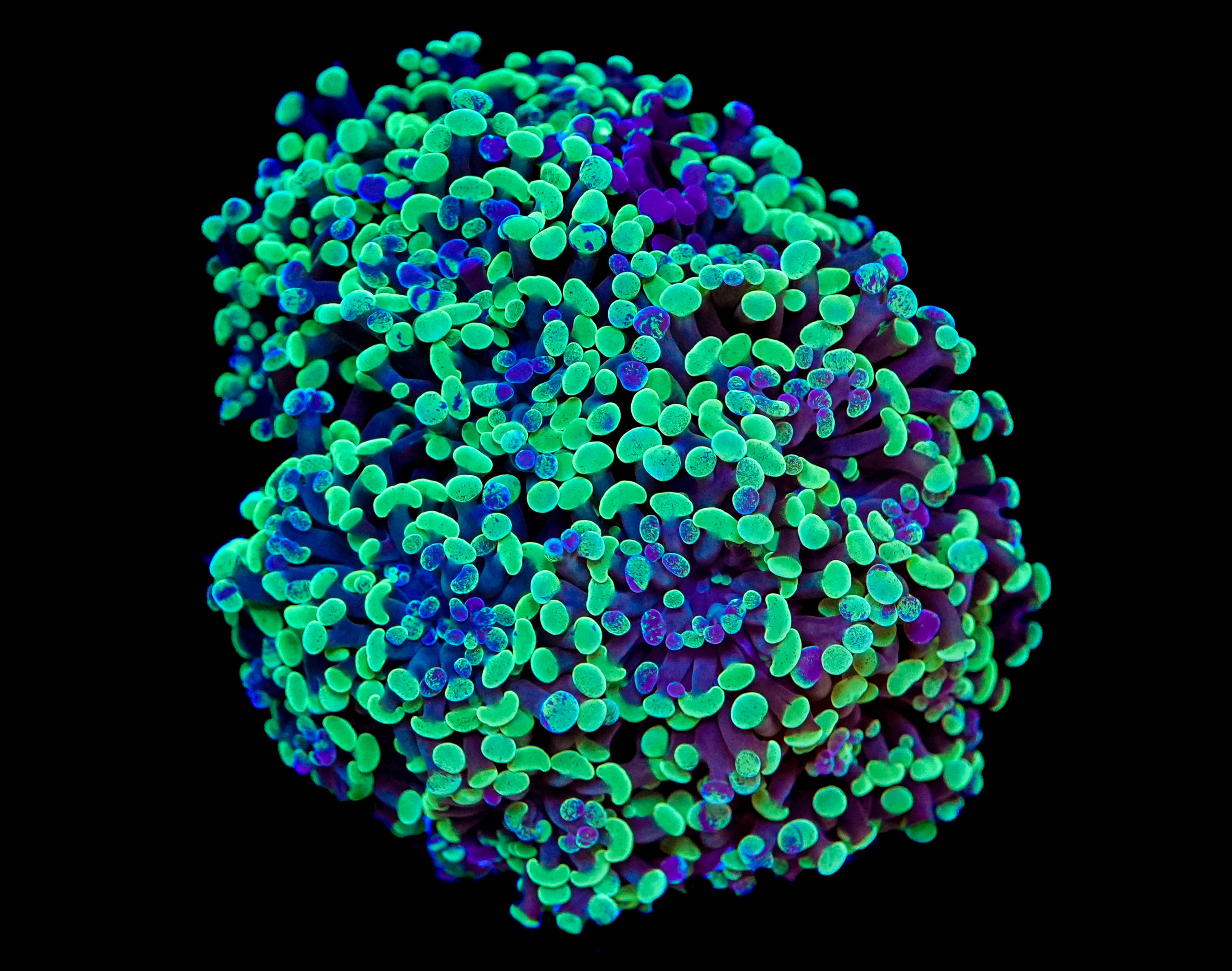 WYSIWYG Splattered Hammer Colony