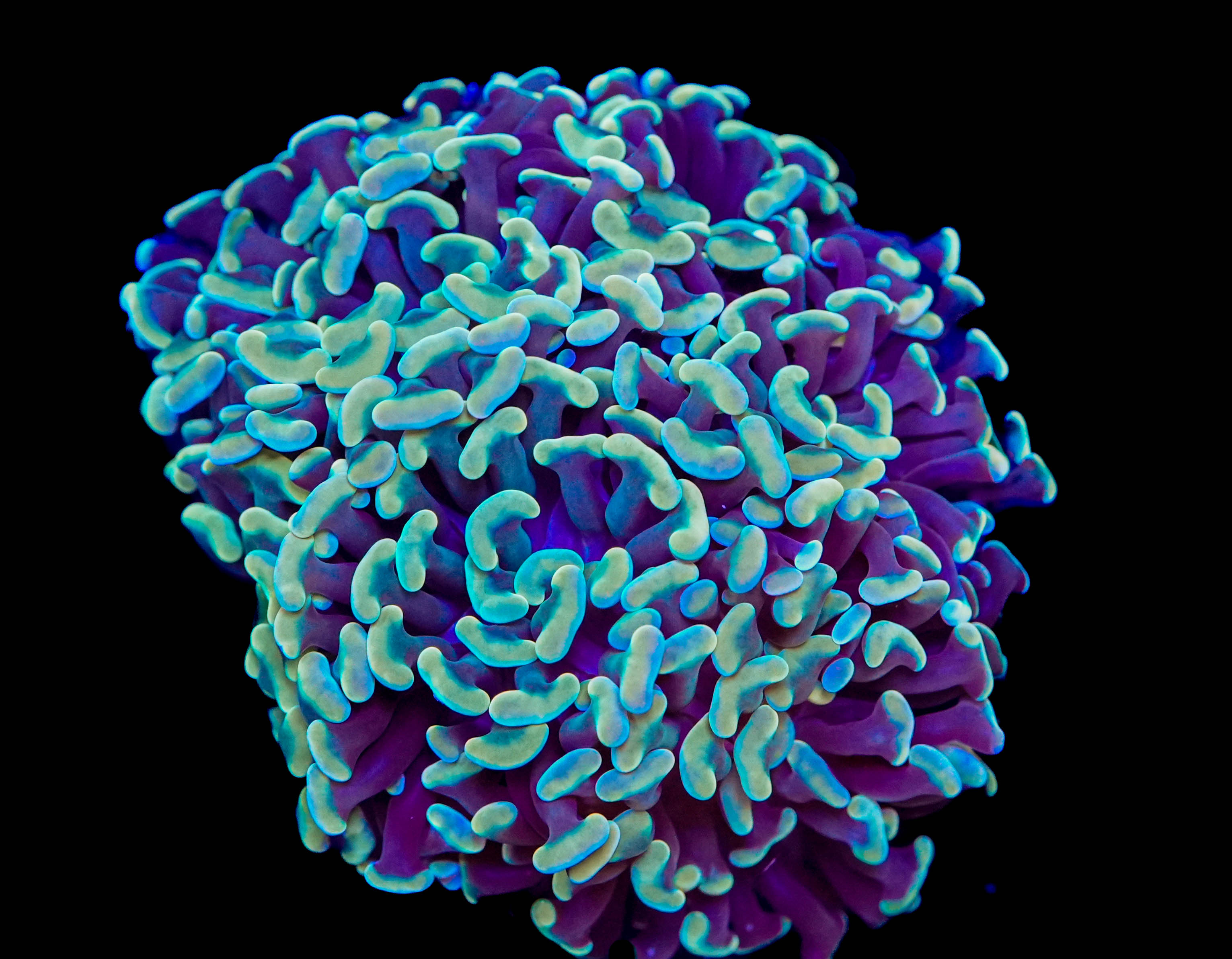 WYSIWYG Hammer Coral Colony