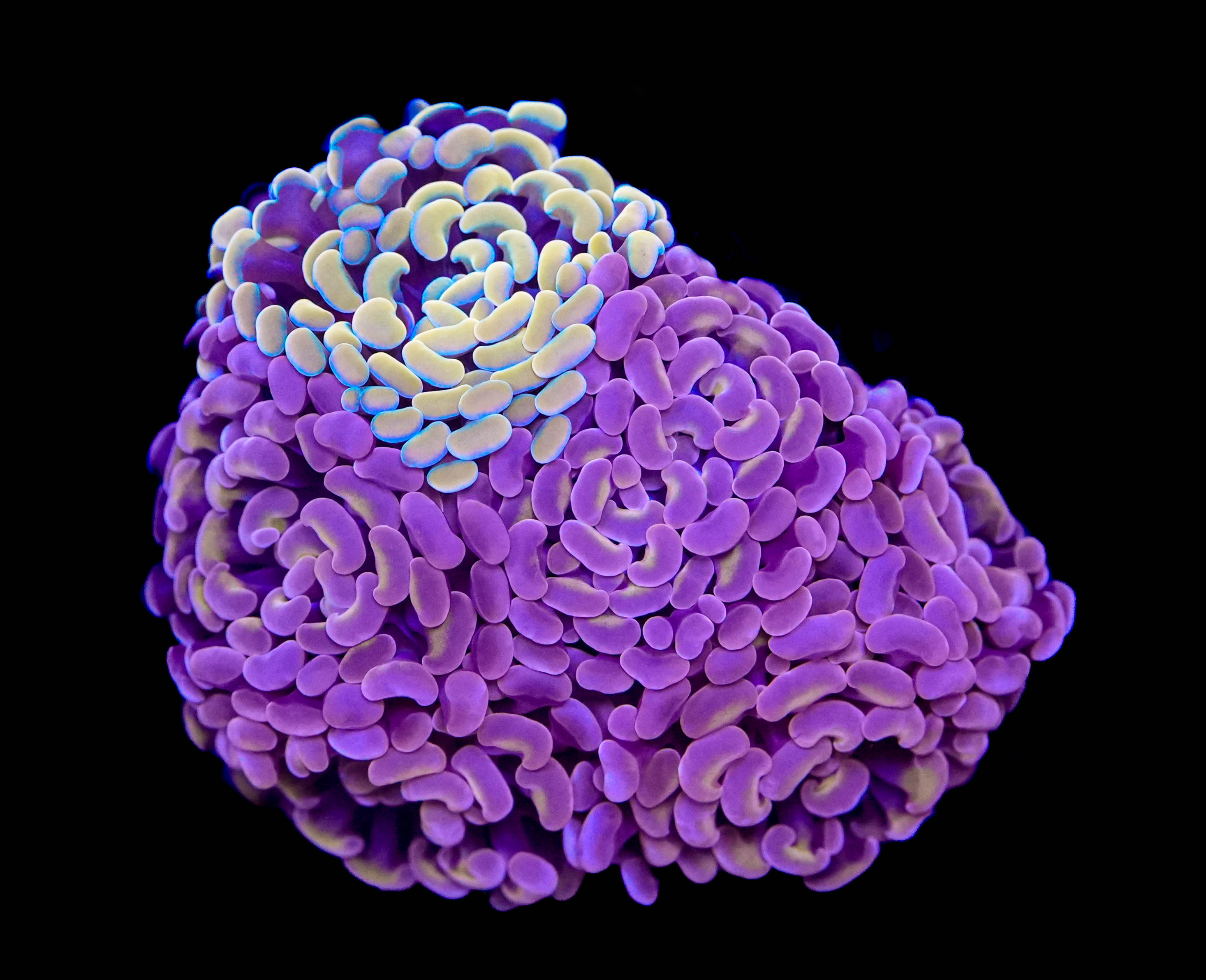 WYSIWYG Hammer Coral Bouquet