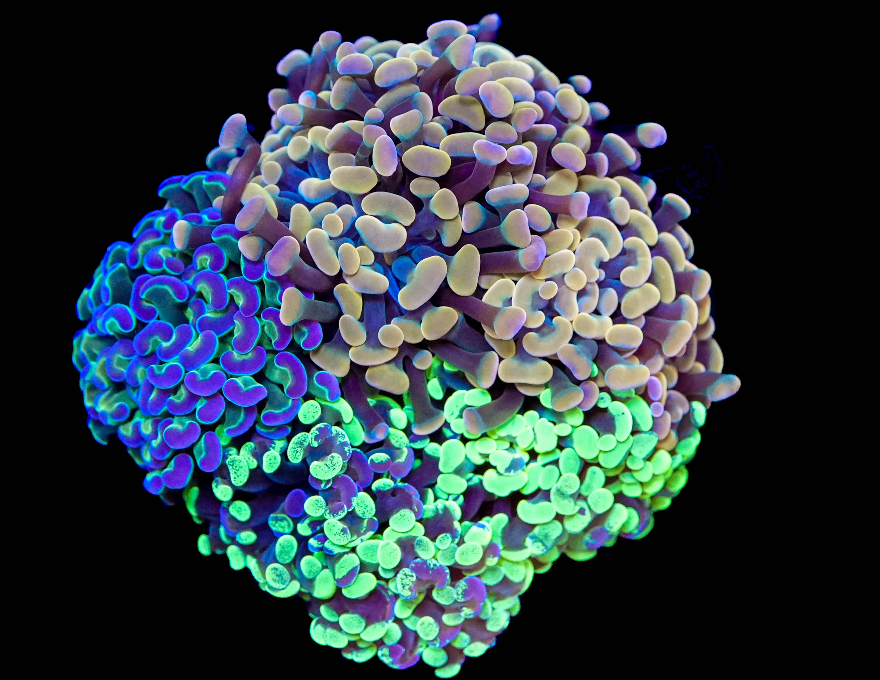 WYSIWYG Hammer Coral Bouquet