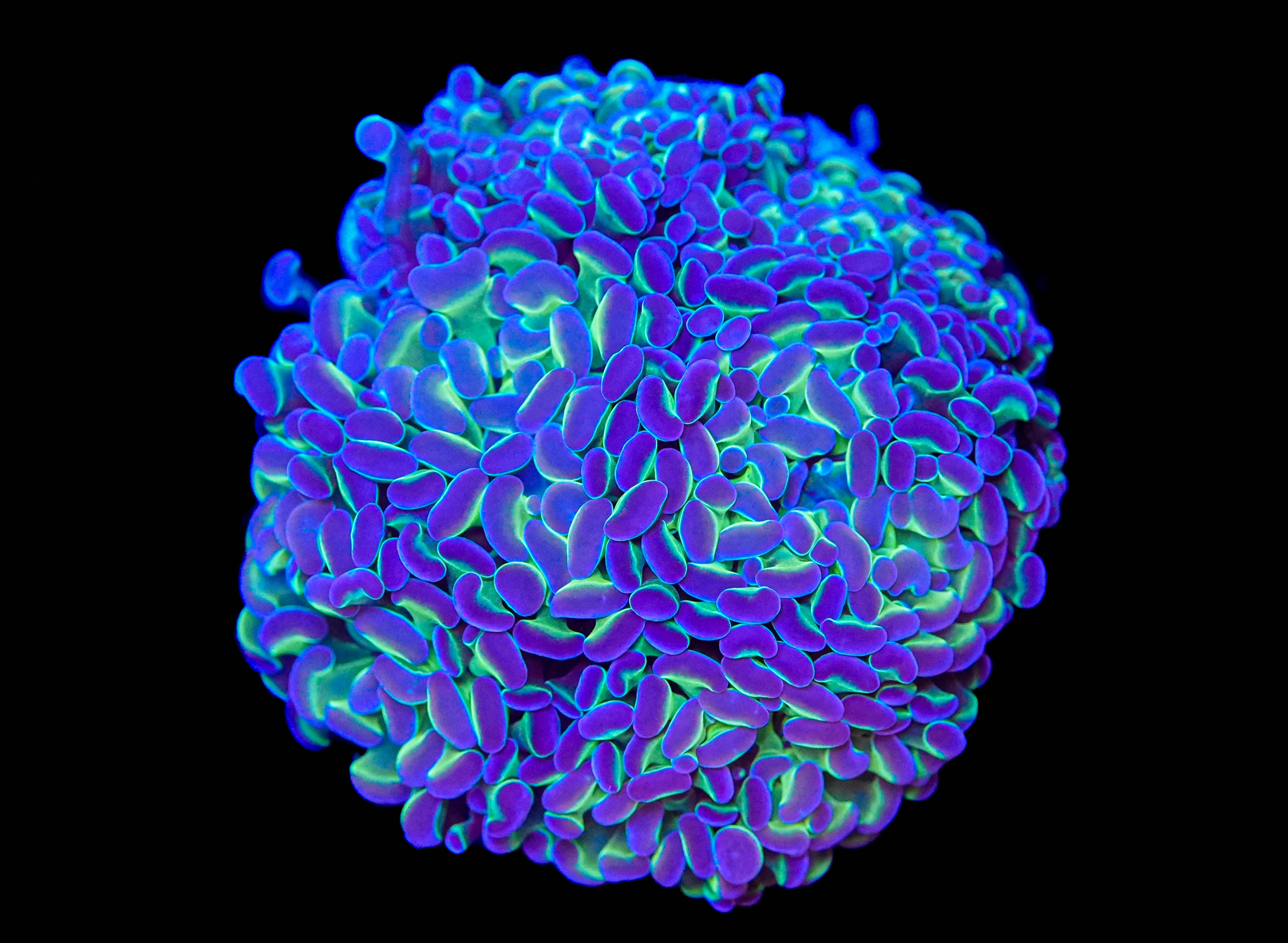 WYSIWYG Hammer Coral Colony