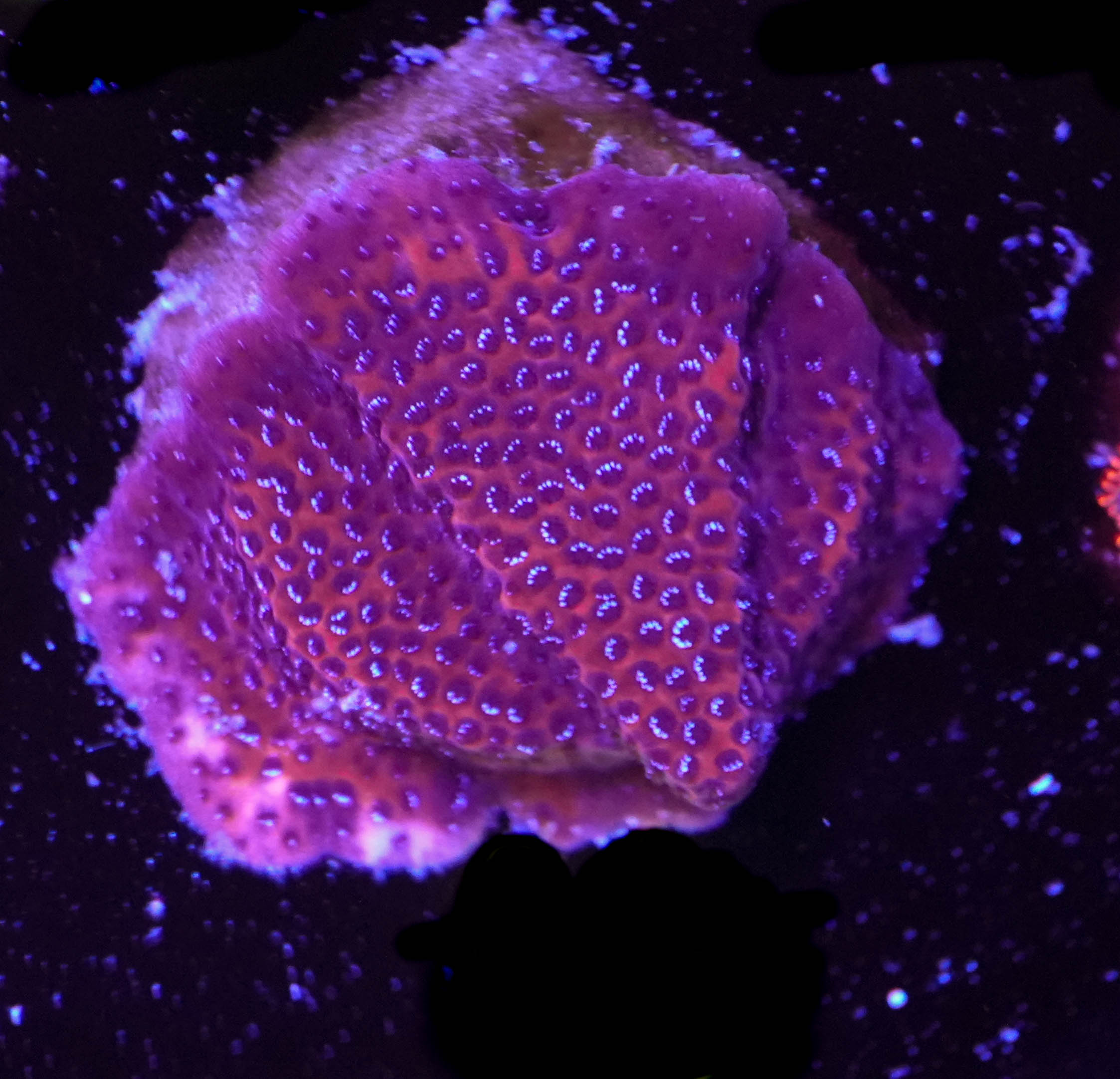 WYSIWYG Mystique Sunset Montipora (C3)