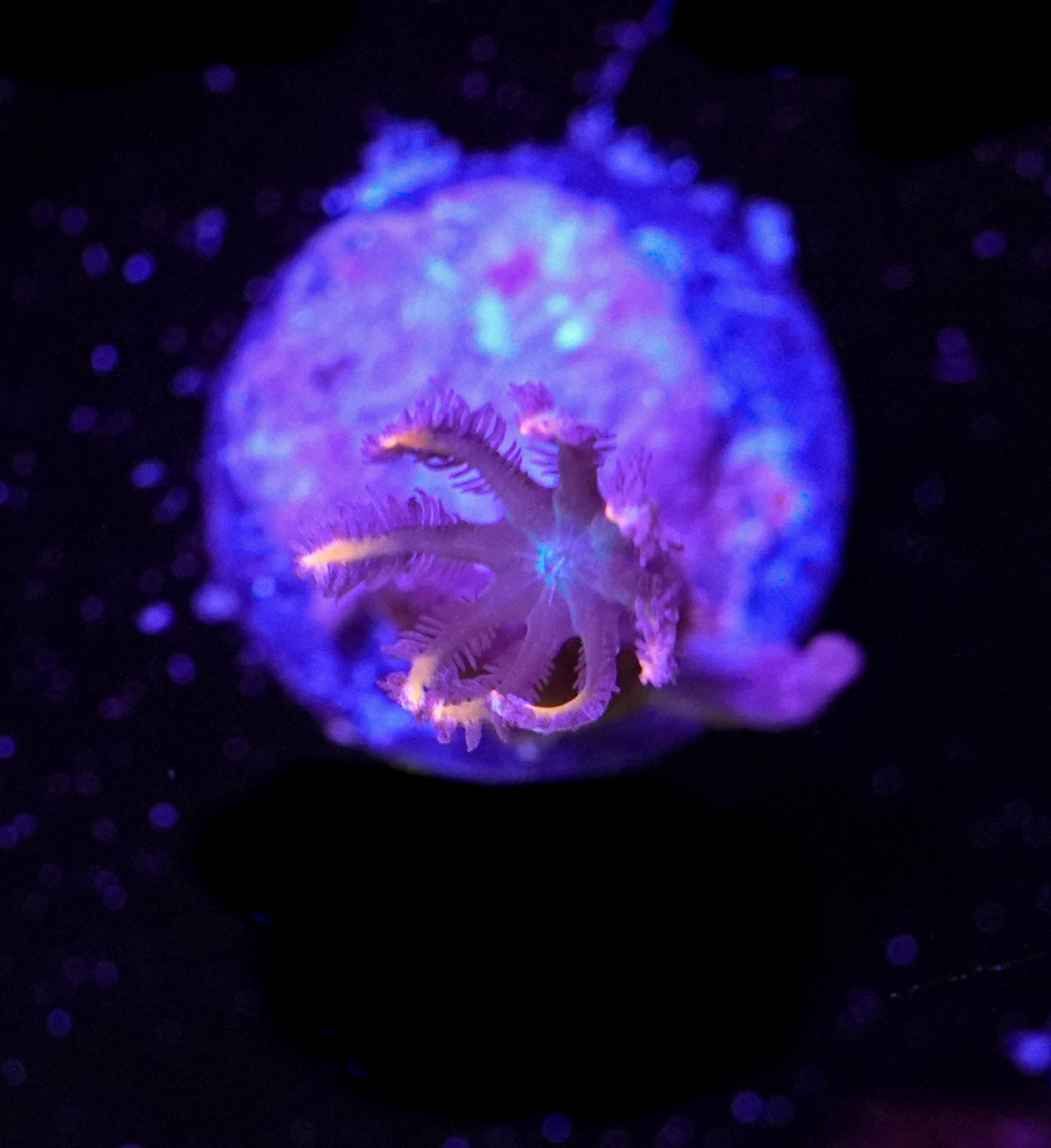 WYSIWYG Clove Polyp (C7)