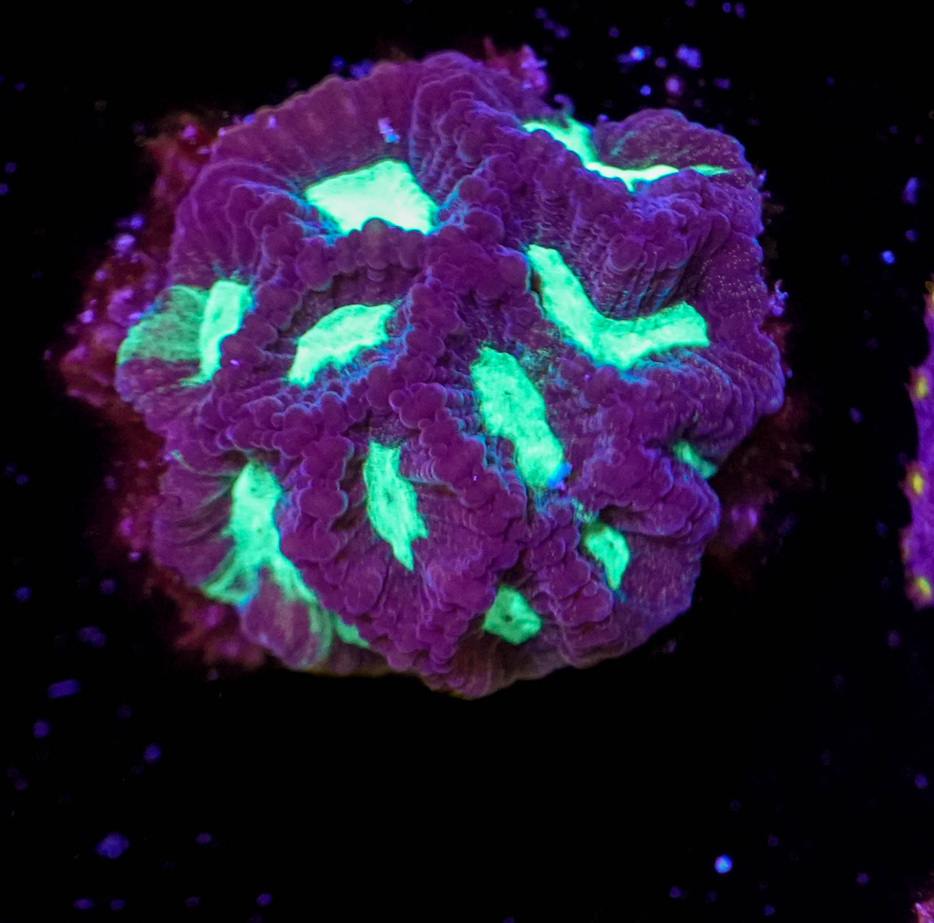 WYSIWYG Green Centre Favia (C10)