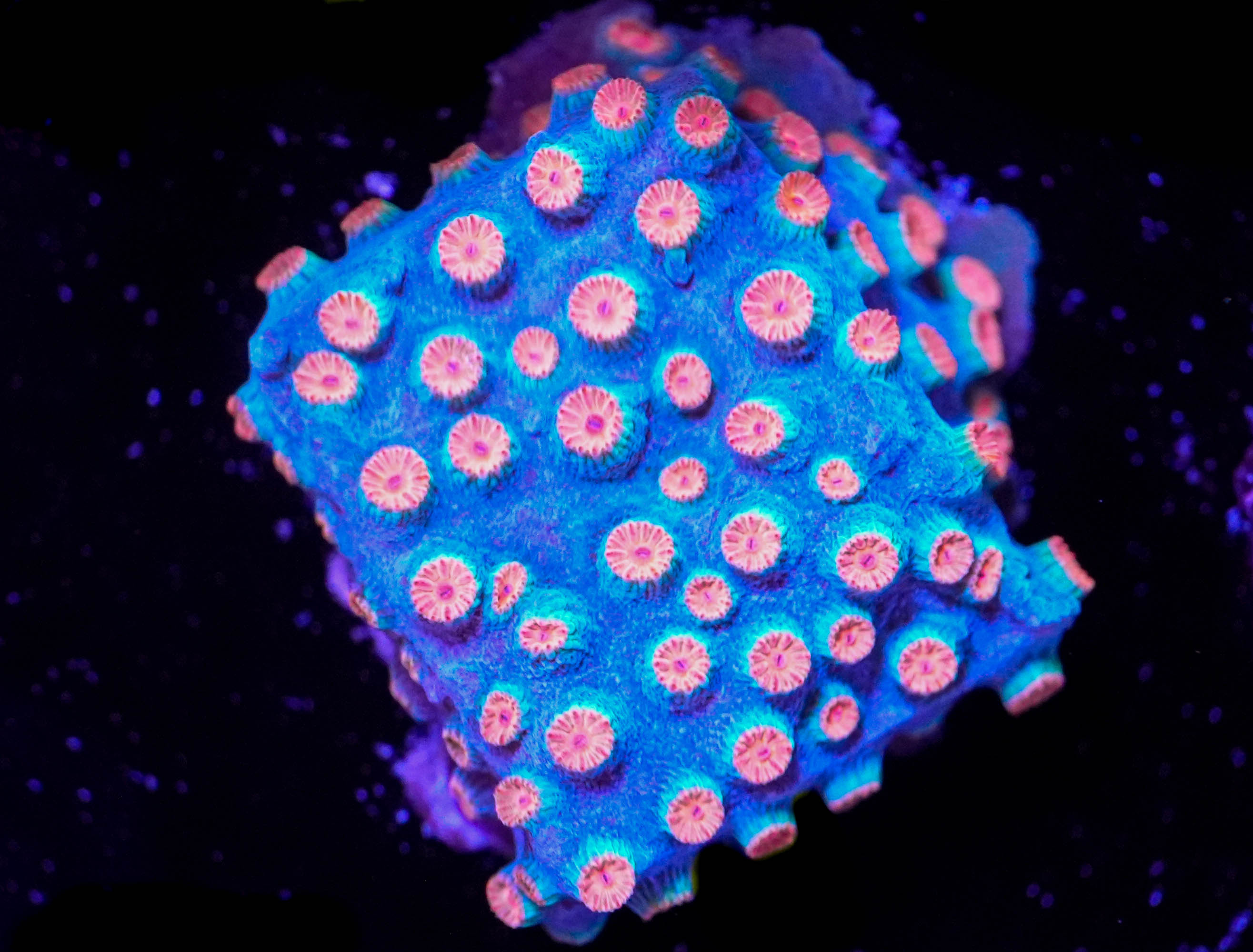 WYSIWYG Meteor Shower Cyphastrea (C12)