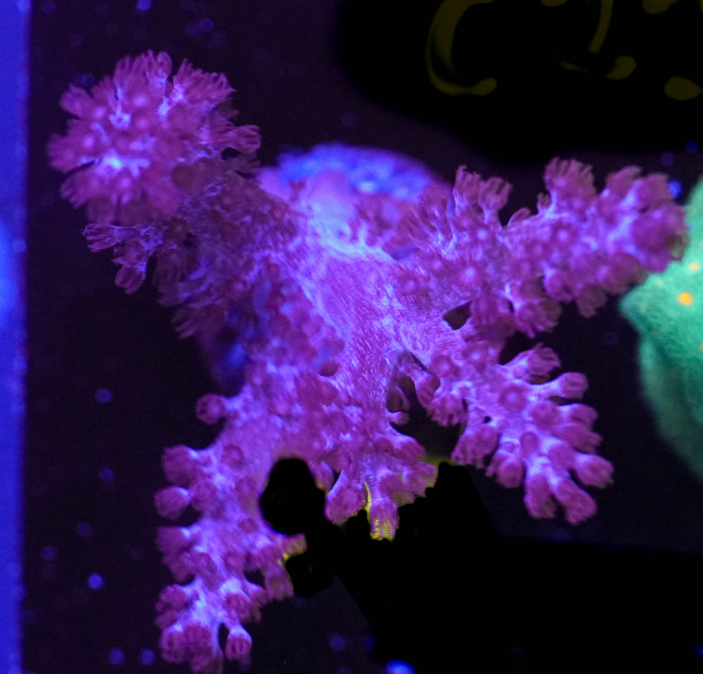 WYSIWYG Kenya Tree (C17)