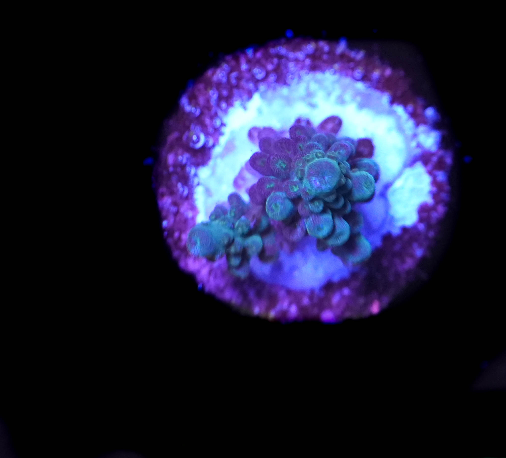 WYSIWYG sm Acropora Frag (C23)