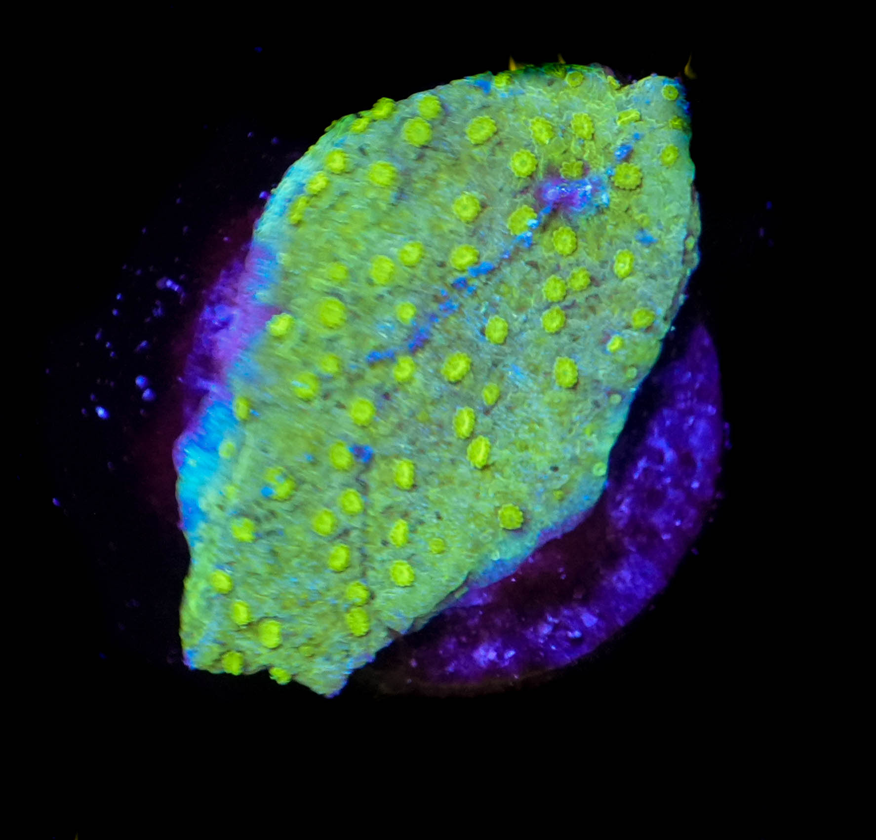 WYSIWYG Green Montipora  (C30)