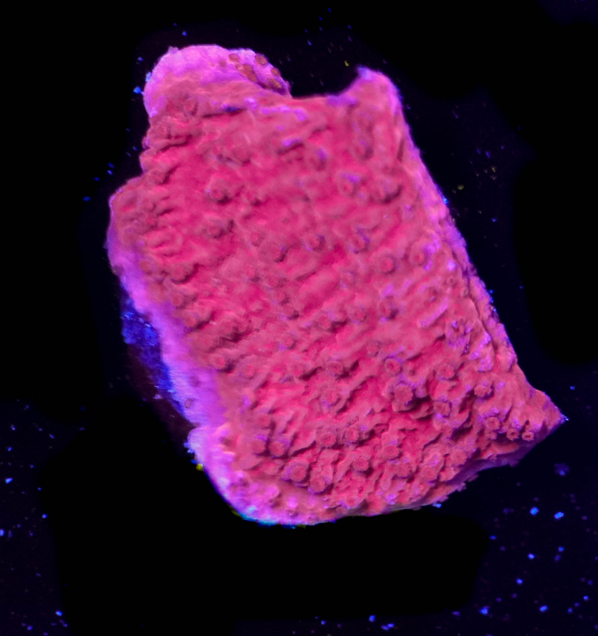 WYSIWYG Red Montipora (C33)