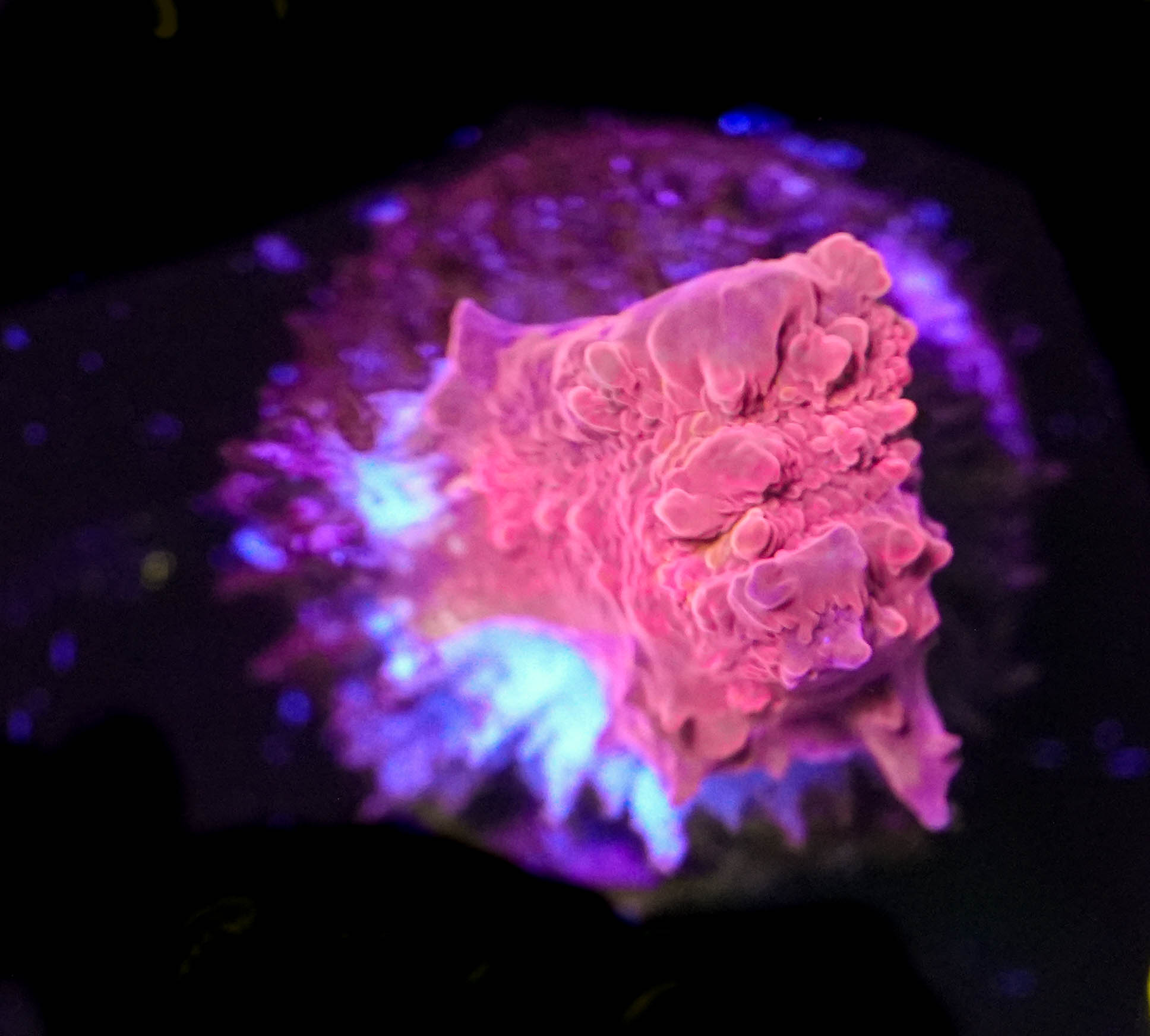 WYSIWYG Chalice Frag (C36) **Tissue Recession**