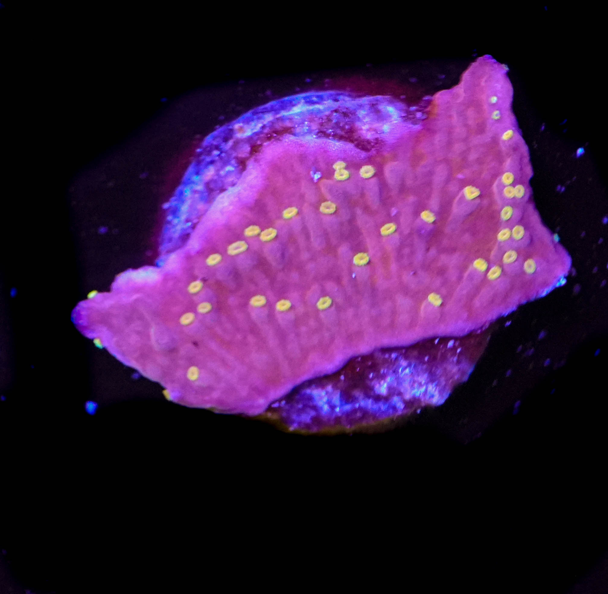 WYSIWYG Red Montipora Frag(C40)